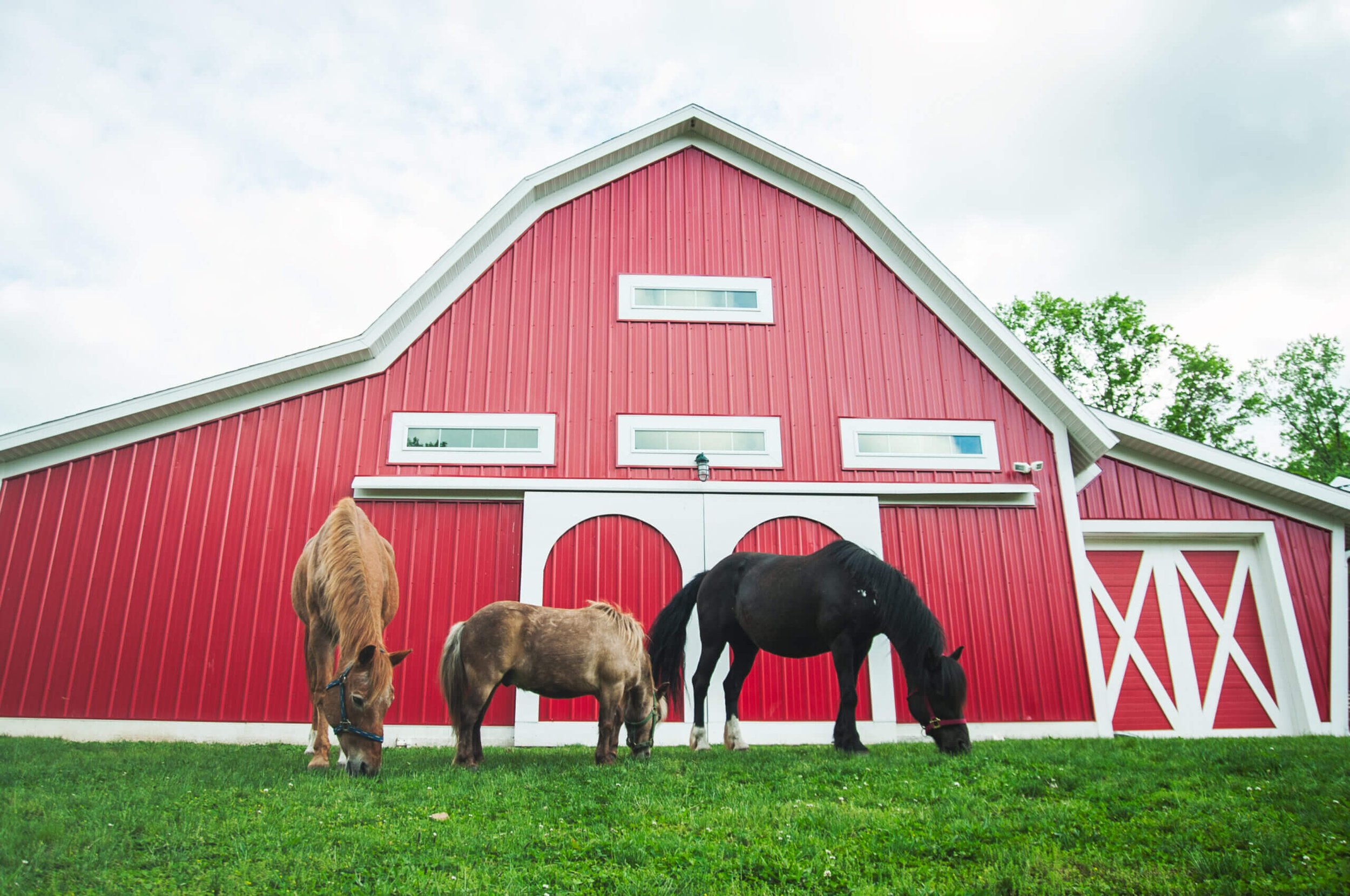 horses-ada-mi-preschool-young-5.jpg