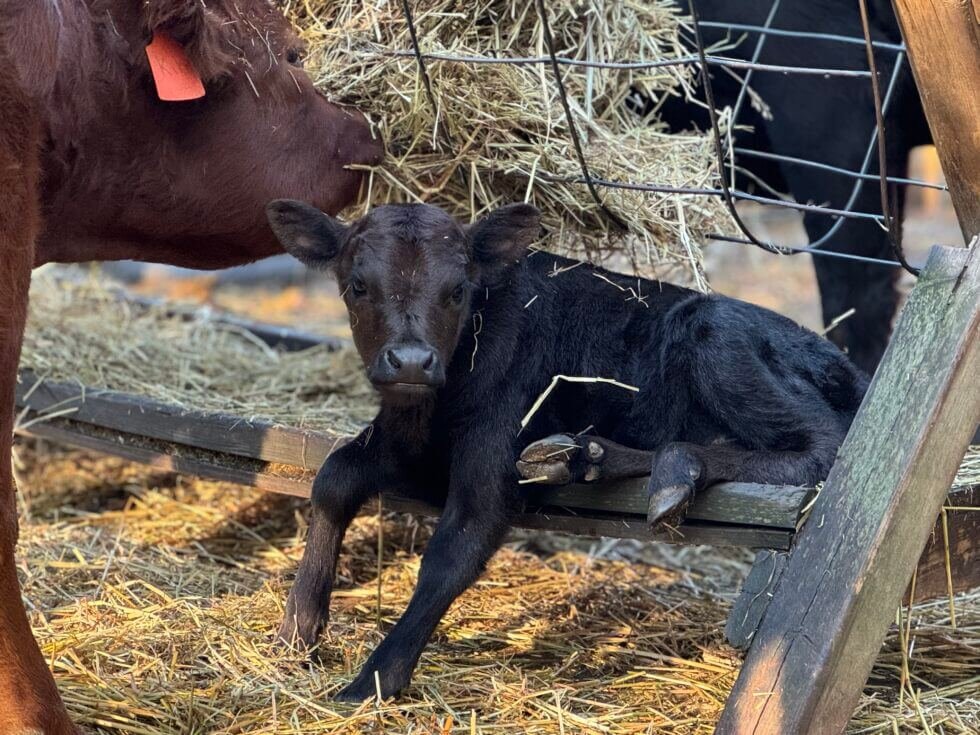 calf-ada-mi-farm-school.jpeg