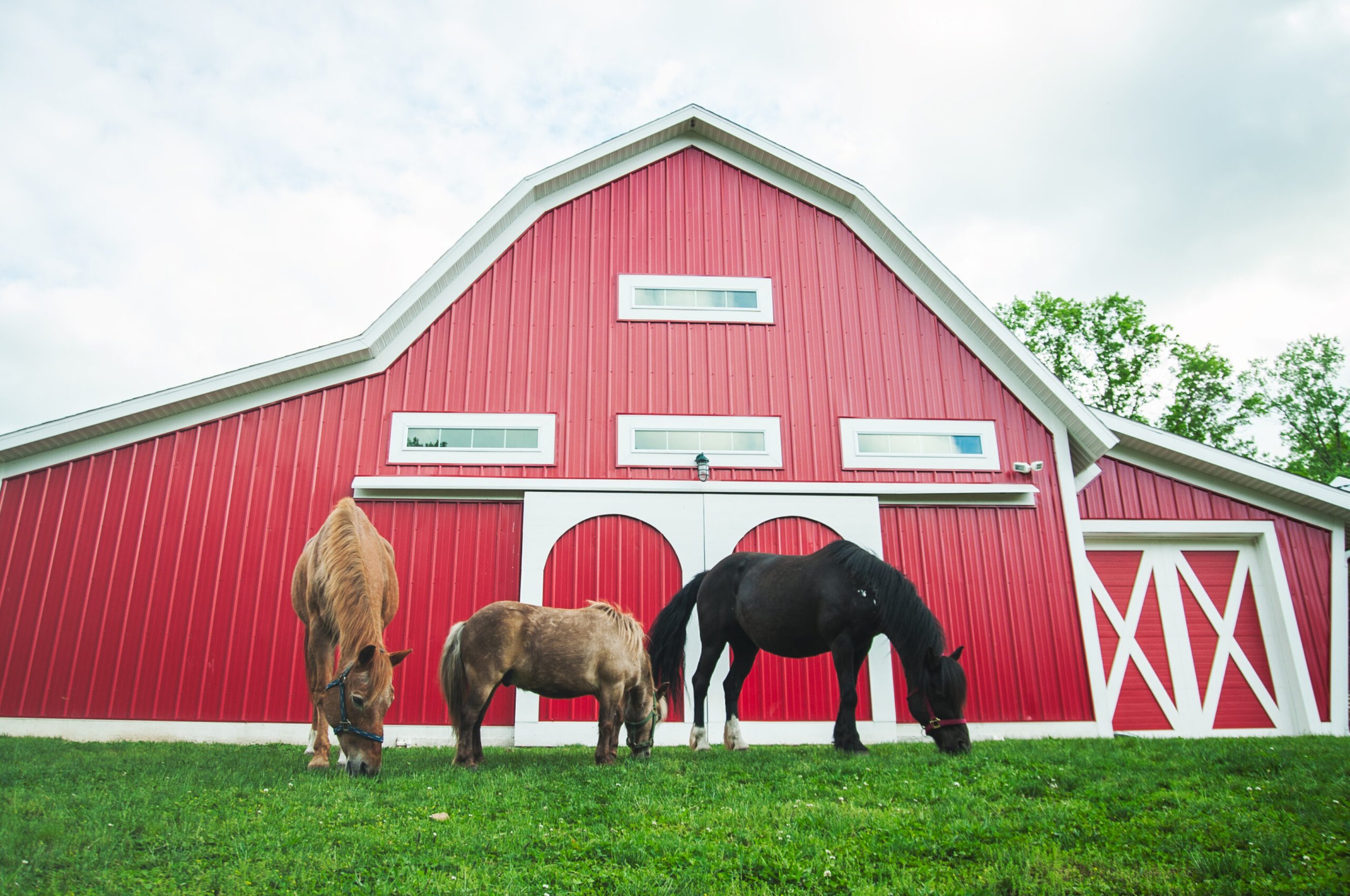 horses-ada-mi-preschool-young-5.jpg