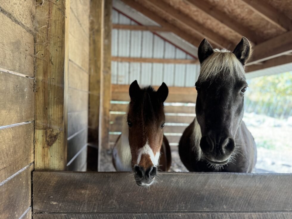 ponys-preschool-ada-mi.jpeg
