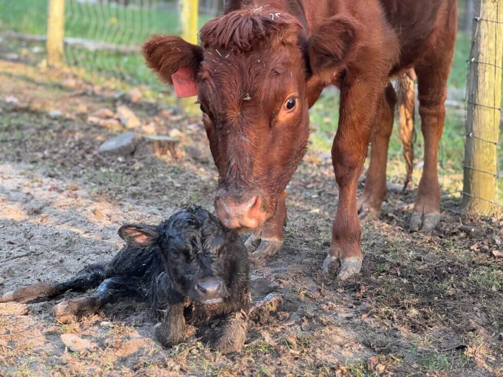 farm-school-baby-calf-grand-rapids-mi.jpeg