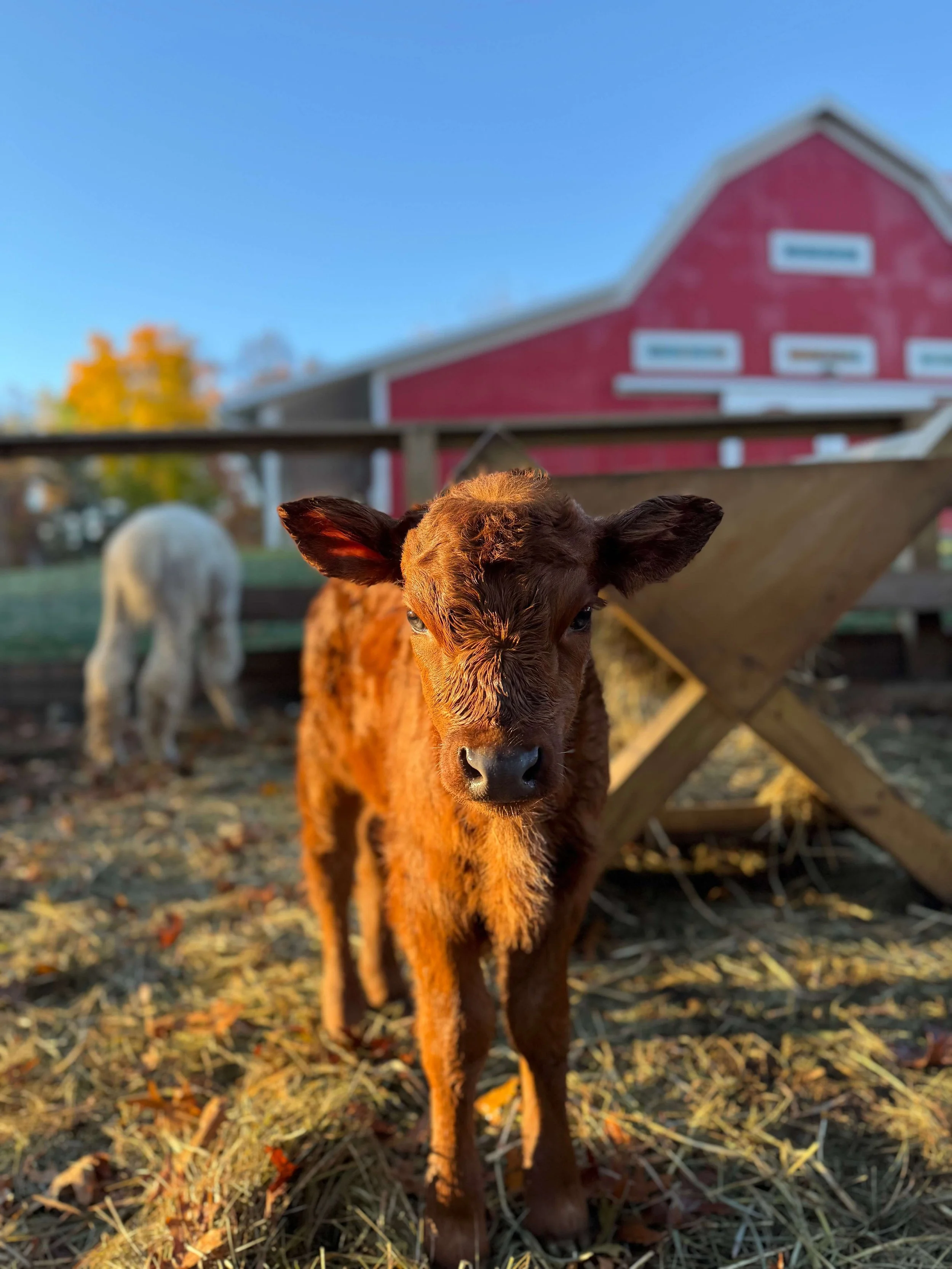 baby-calf-nemo-canterbury-creek-farm-preschool.JPG