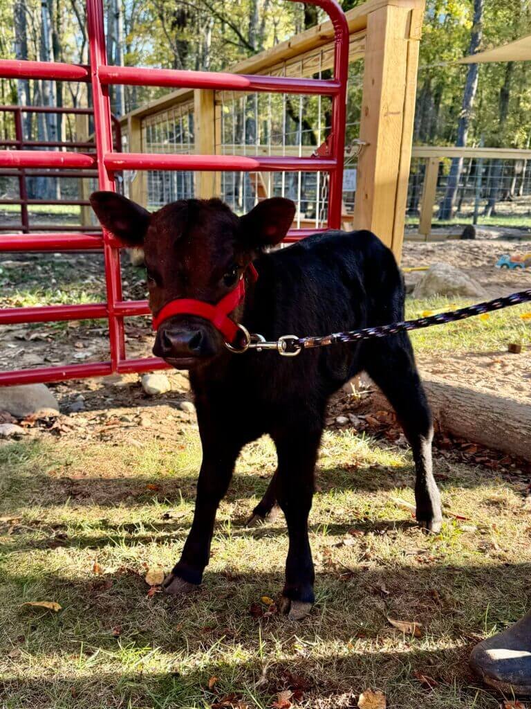 calf-hands-on-ada-mi-farm-school.jpeg