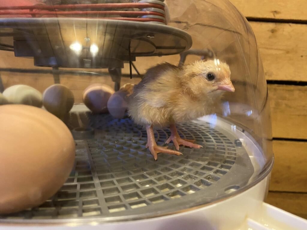 chick-farm-school-preschool-grand-rapids-mi.jpeg