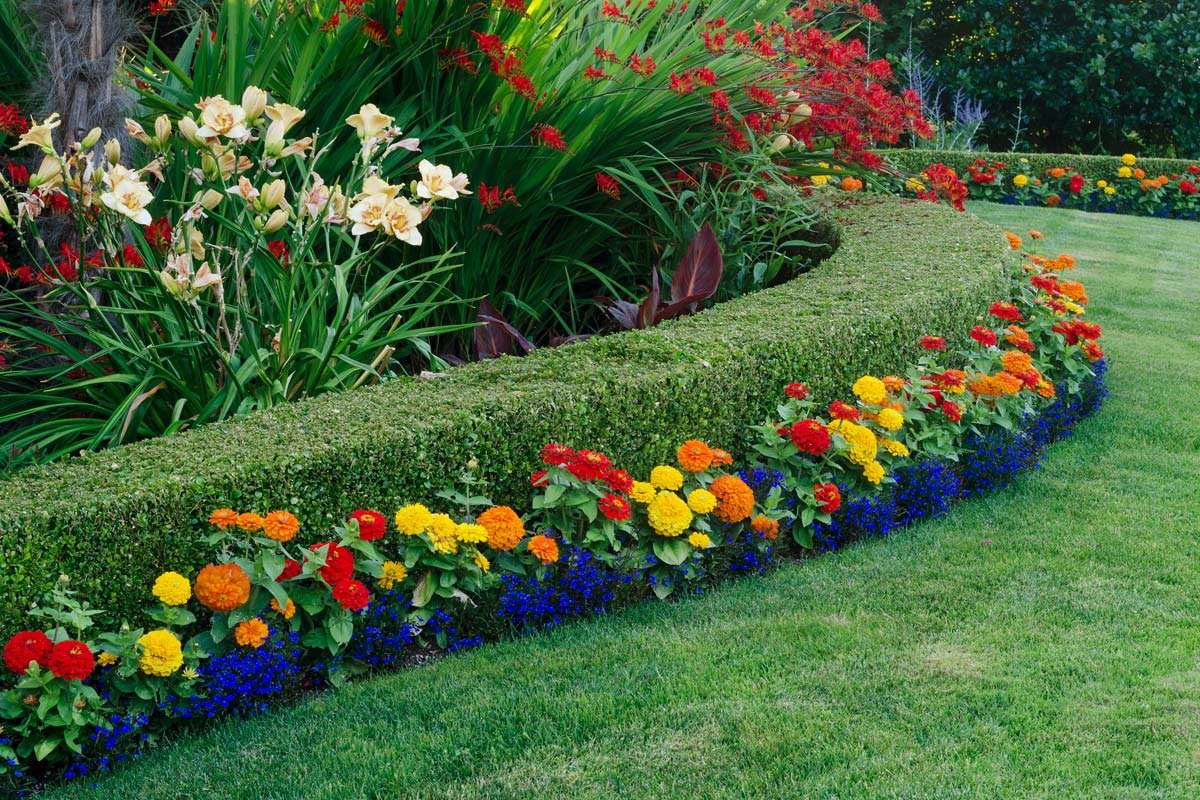 zinnia-dp_28076669_XL.jpg