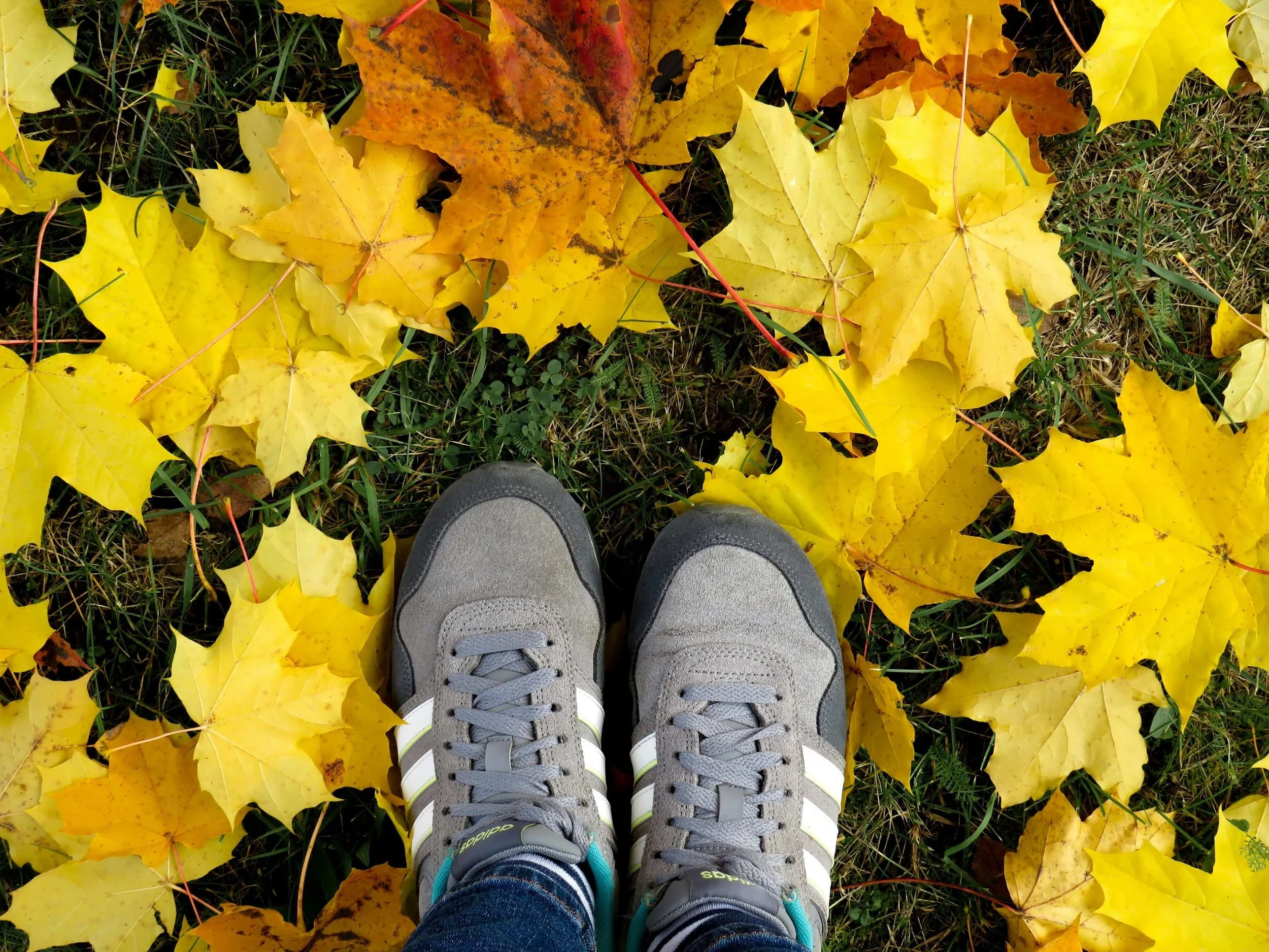 Person standing among yellow fall leaves in gray sneakers