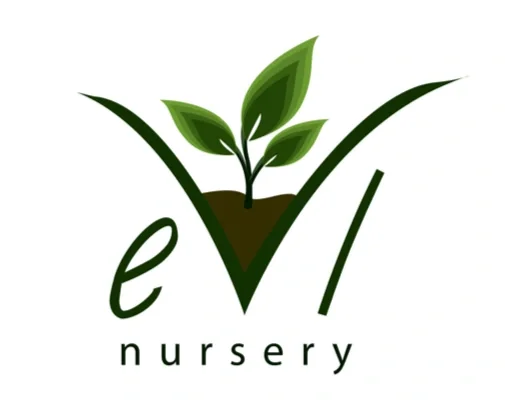 Logo with a green sprout growing from the ground, forming a checkmark, with the words 'evi nursery' underneath.