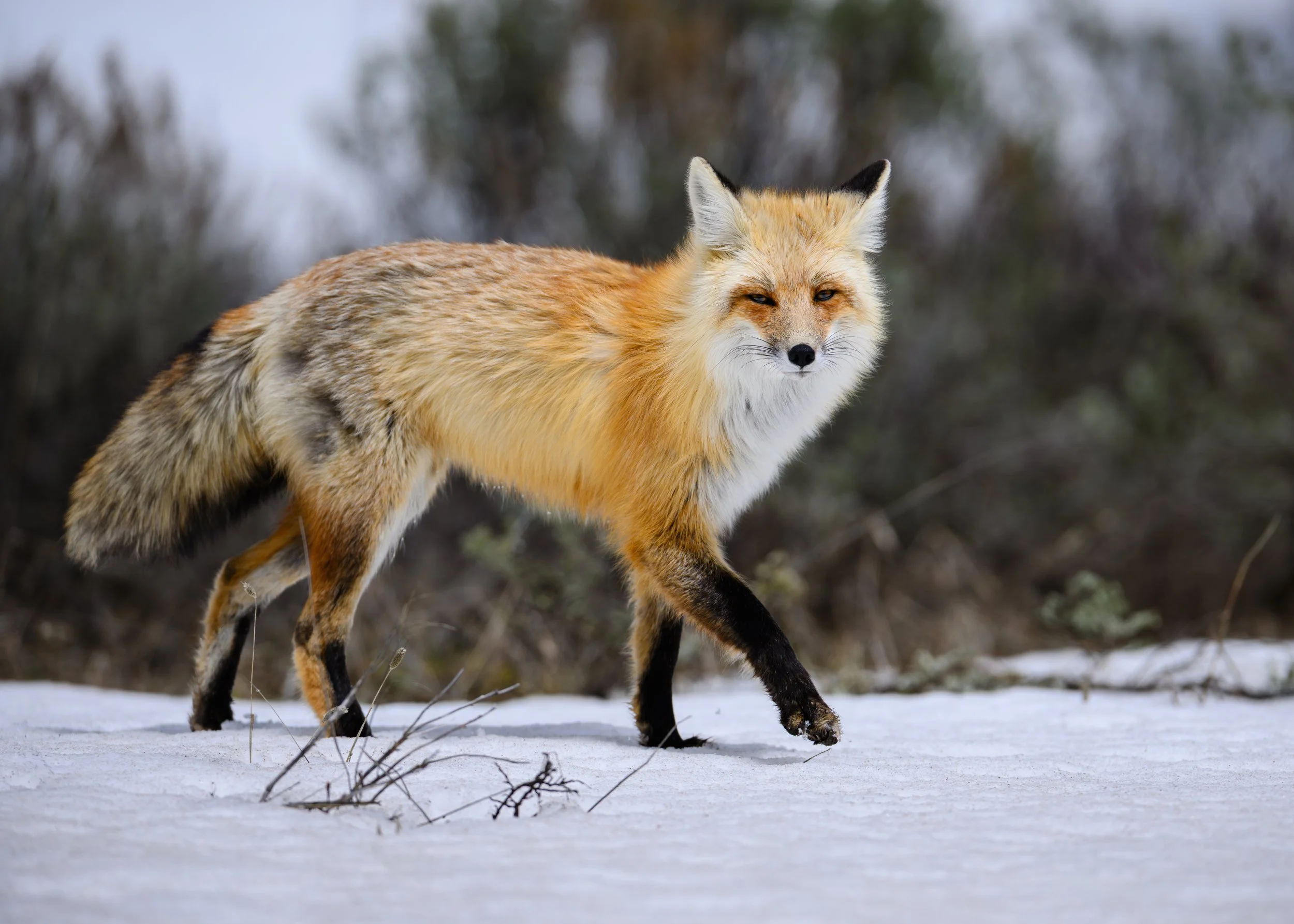 A fox walking on snow-covered ground with a blurred forest background.
