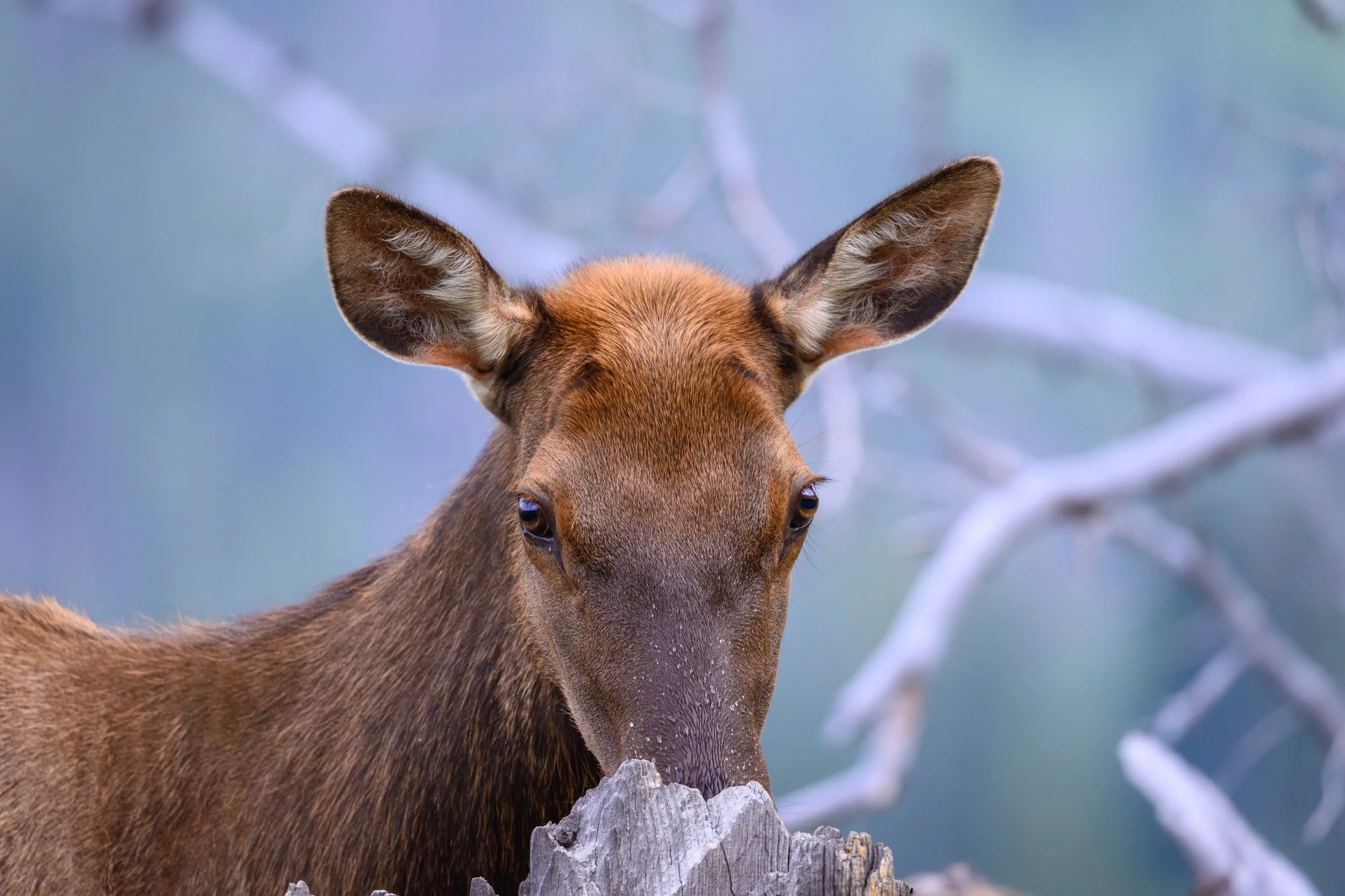 Close-up of a brown elk with large ears, looking downward with a neutral expression, standing behind a weathered log with a blurred background of trees and branches.