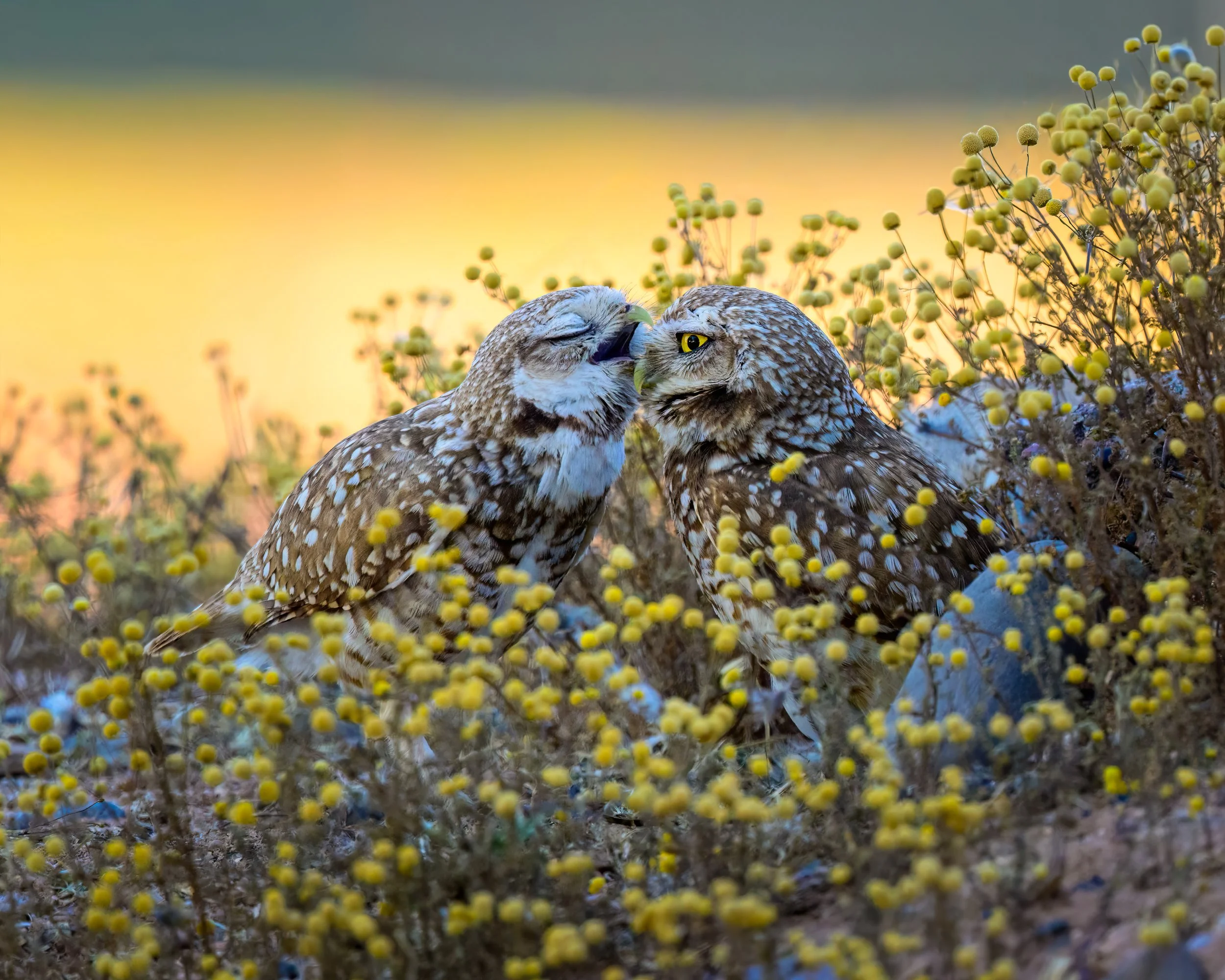 Two owls engage in a playful or affectionate interaction among yellow wildflowers during sunset.