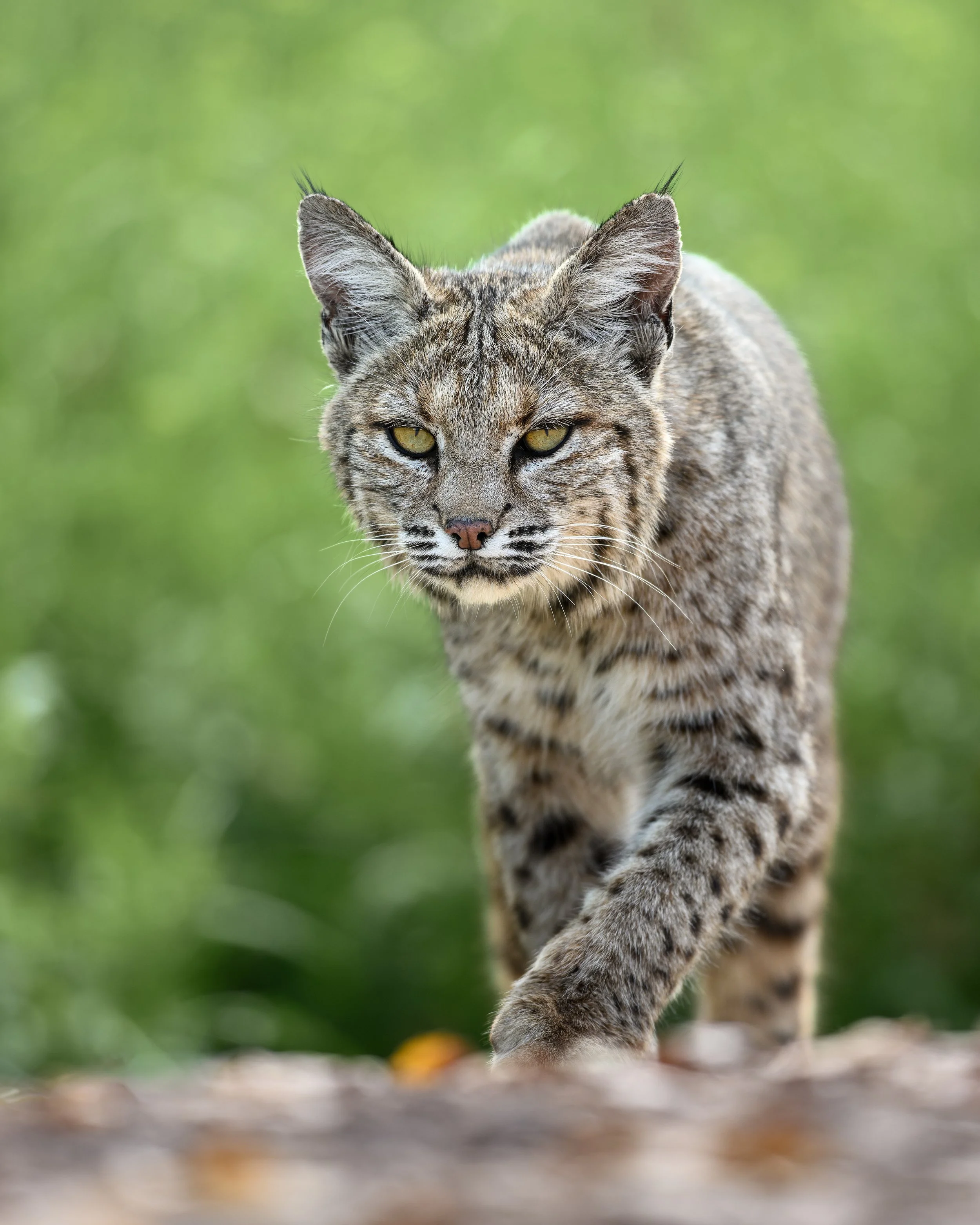 A close-up of a wild feline, a bobcat walking on a natural terrain with a blurred green background.