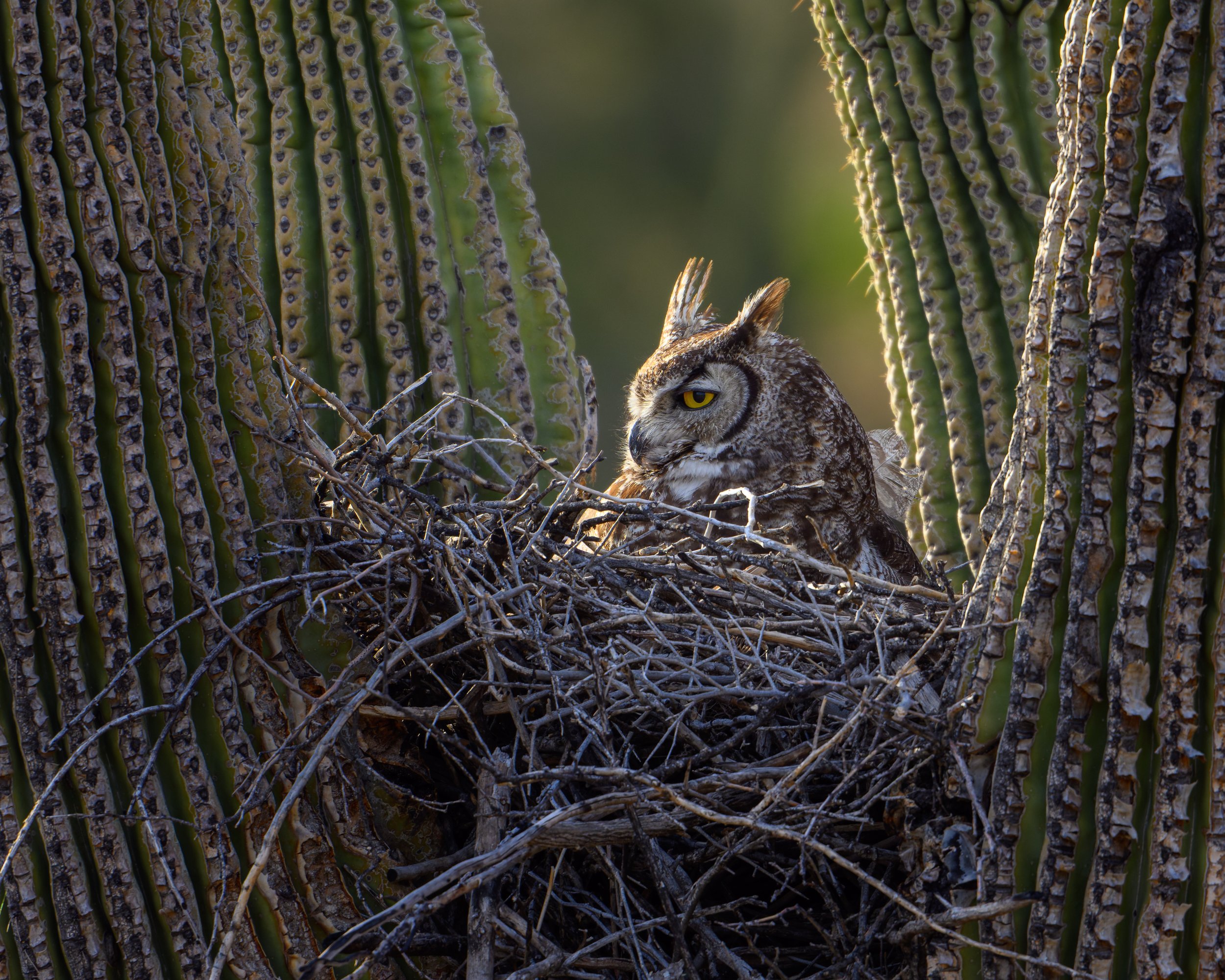 A great horned owl sitting on a large bird's nest built with twigs, nestled between two saguaro cacti in a desert landscape.
