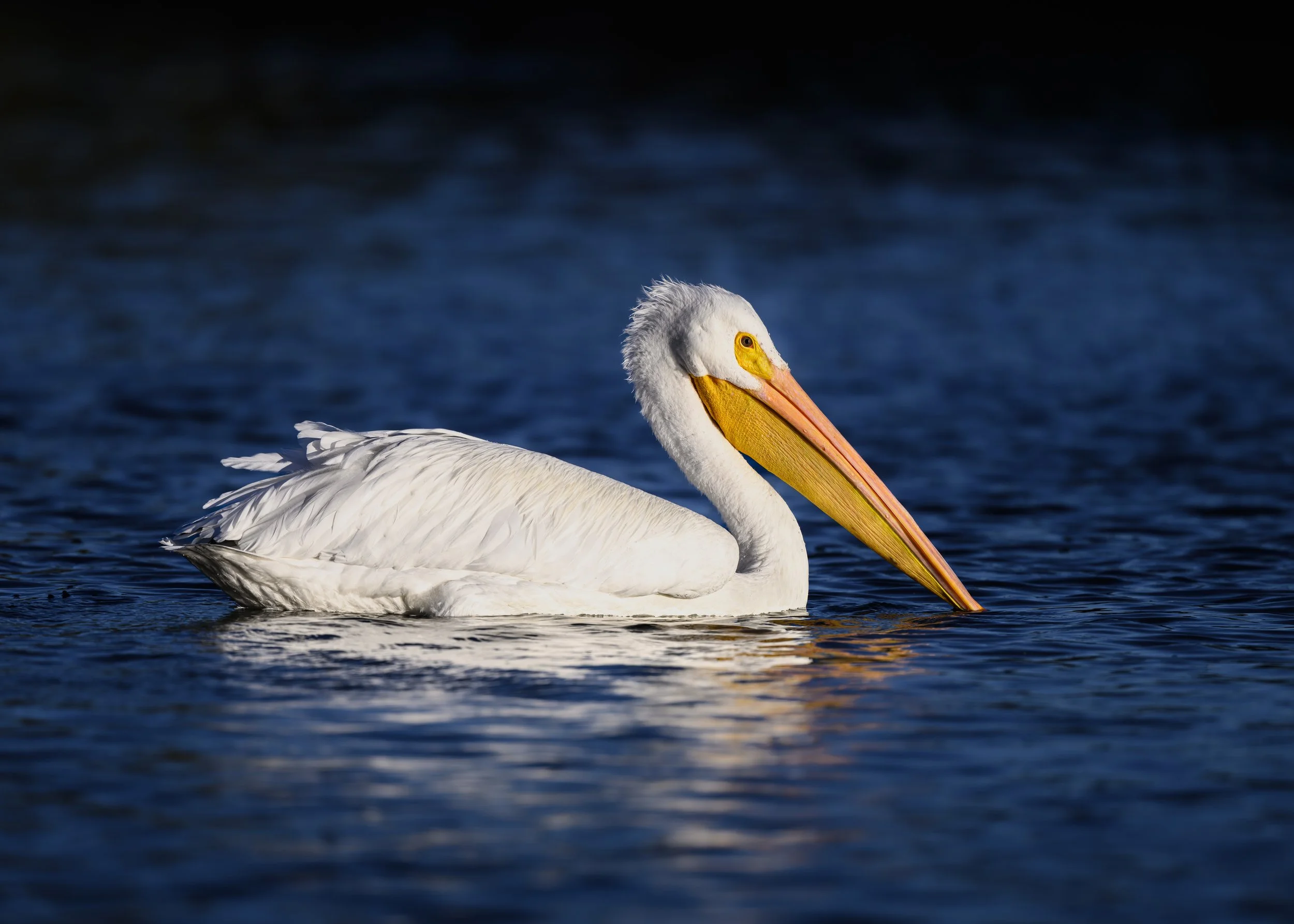 A white pelican floating on dark water with a long beak and yellow patch around the eye.