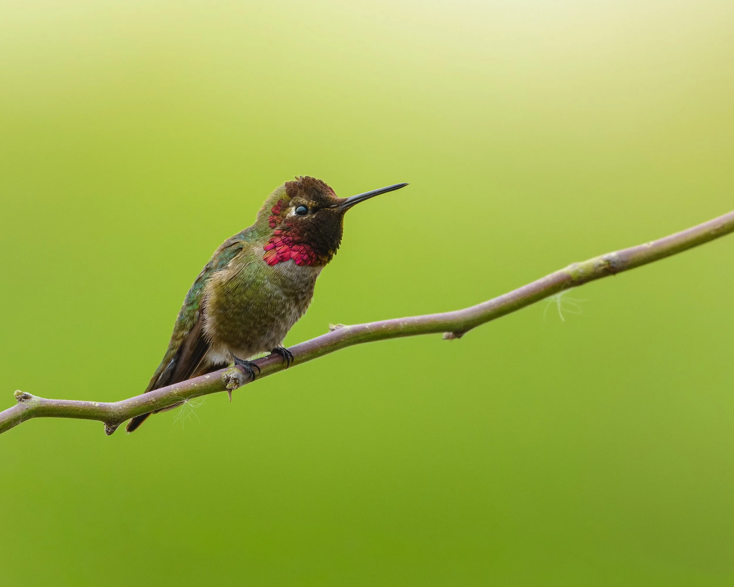 A hummingbird perched on a thin branch with a blurred green background.