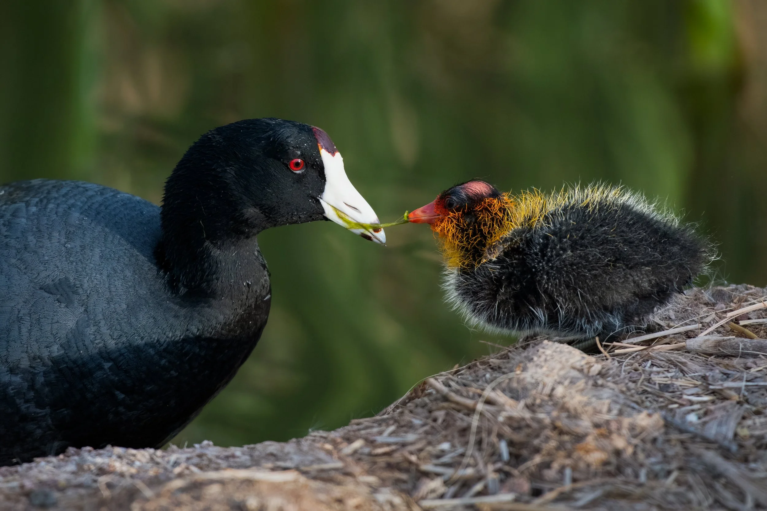 An American coot bird feeding and interacting with a fluffy chick on a nest, with a green blurred background.