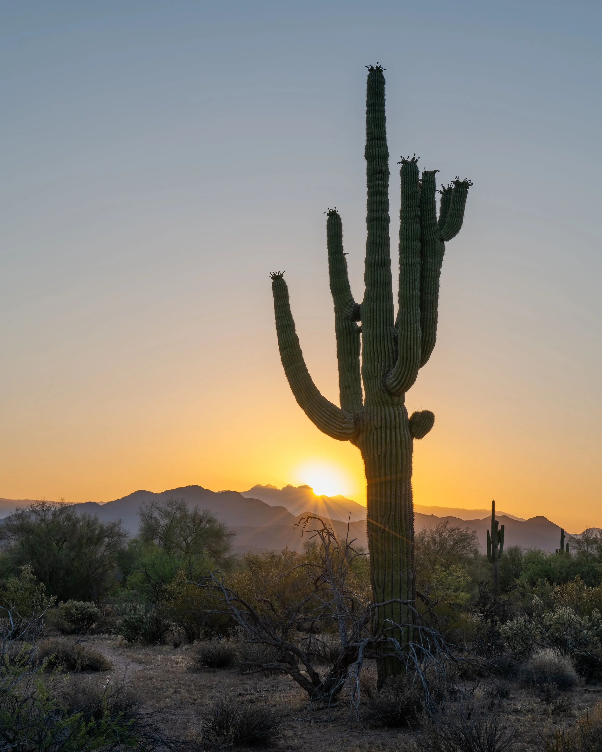 A desert landscape at sunset with a large saguaro cactus in the foreground and Four Peaks mountains in the background.