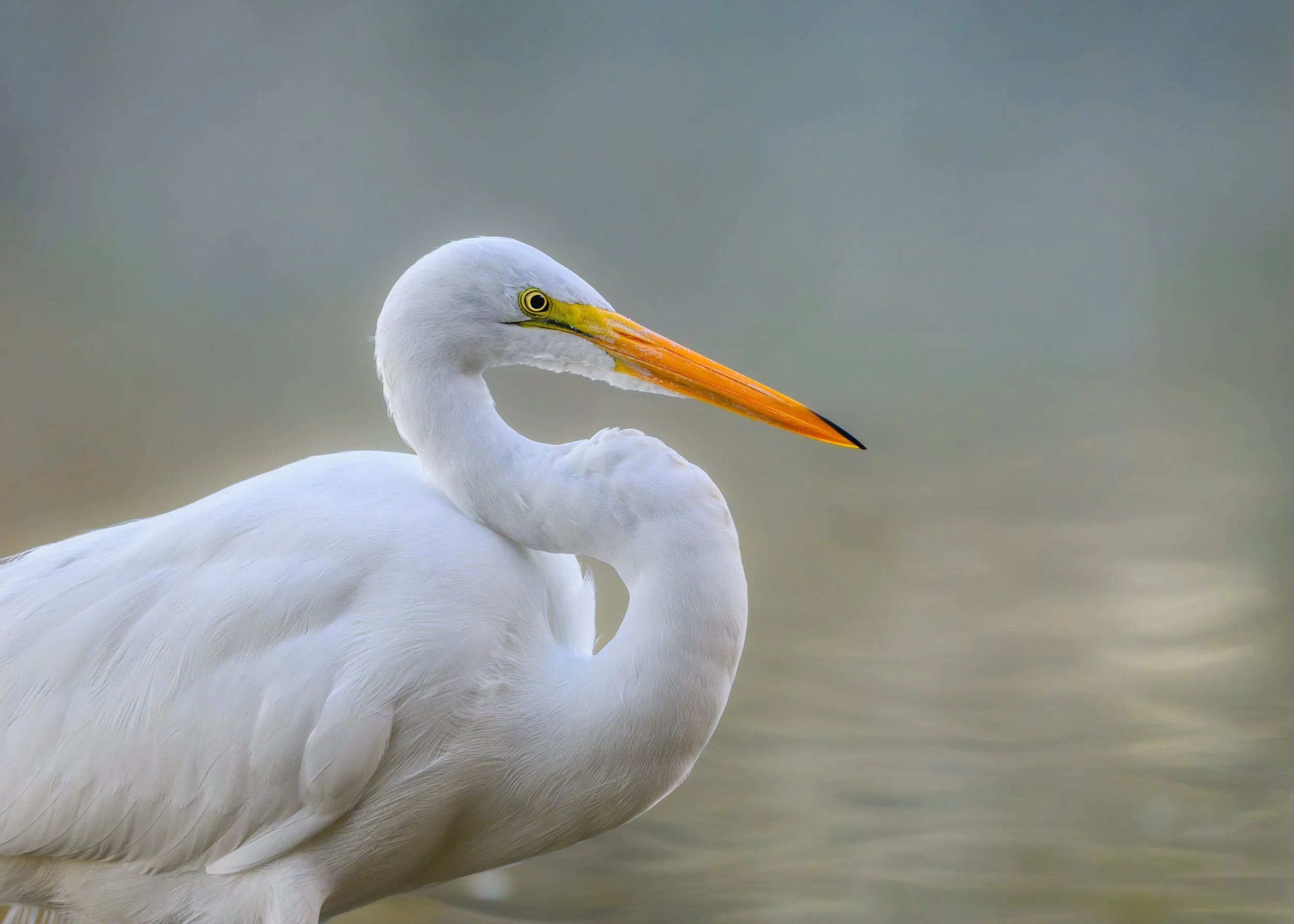 A close-up photograph of a Great Egret with a long orange beak and yellow markings around its eye, standing near water.