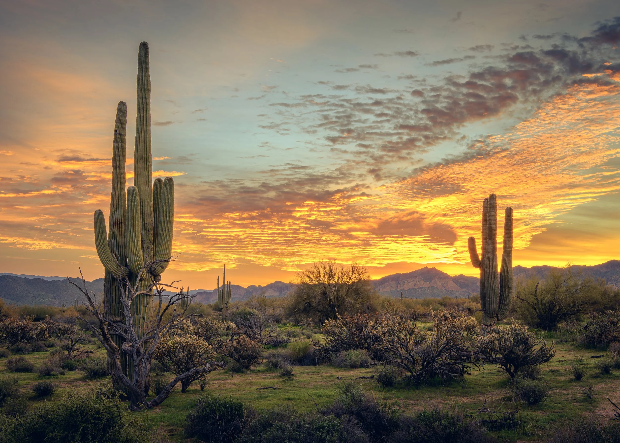 Desert landscape with tall cacti, bushes, mountains in the background, and a colorful sunrise sky with scattered clouds.