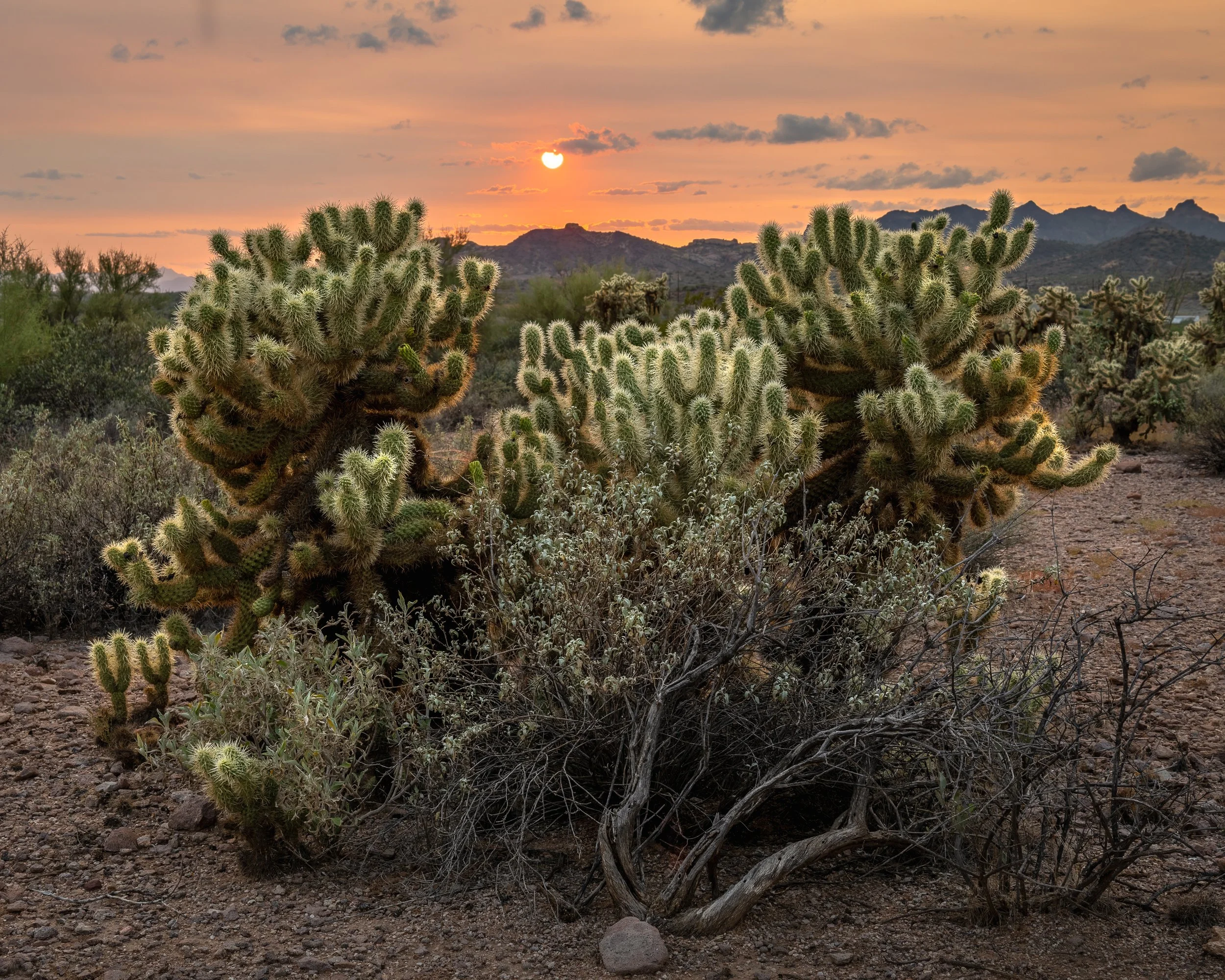 Desert landscape at sunset with cactus plants and mountains in the background.