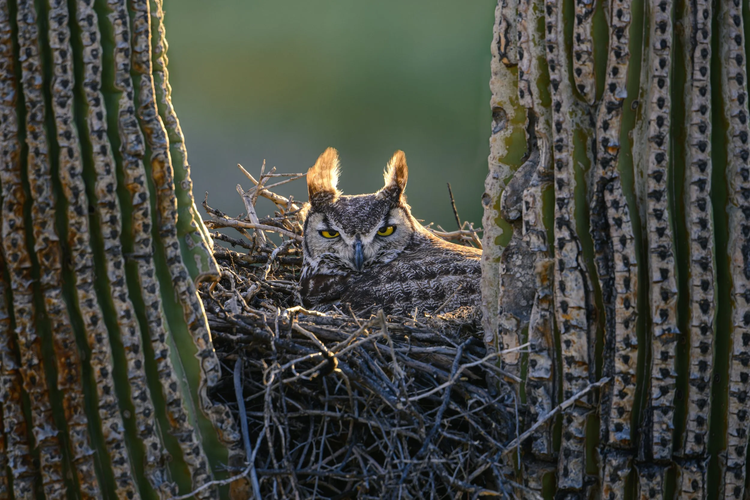A Great Horned Owl sitting in a nest built among the branches of a saguaro cactus.