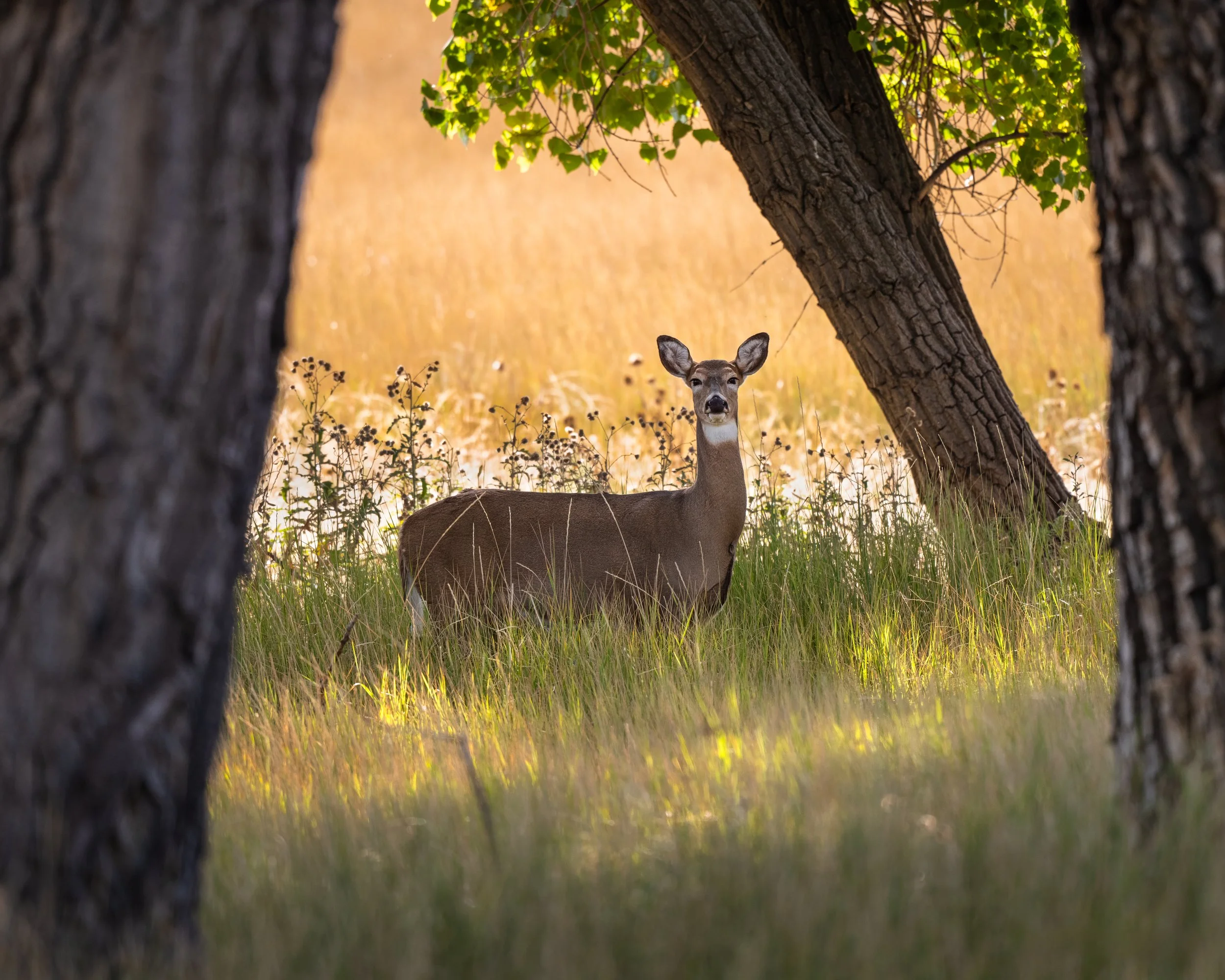 Deer standing in a grassy clearing between two trees in a forest with a golden field in the background.
