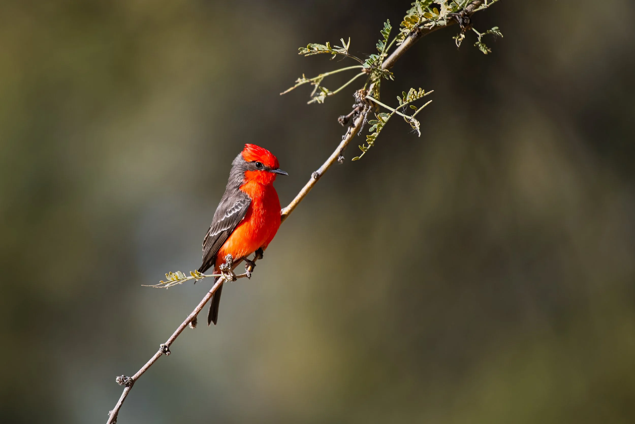 A Vermillion flycatcher perched on a thin tree branch against a blurred background.