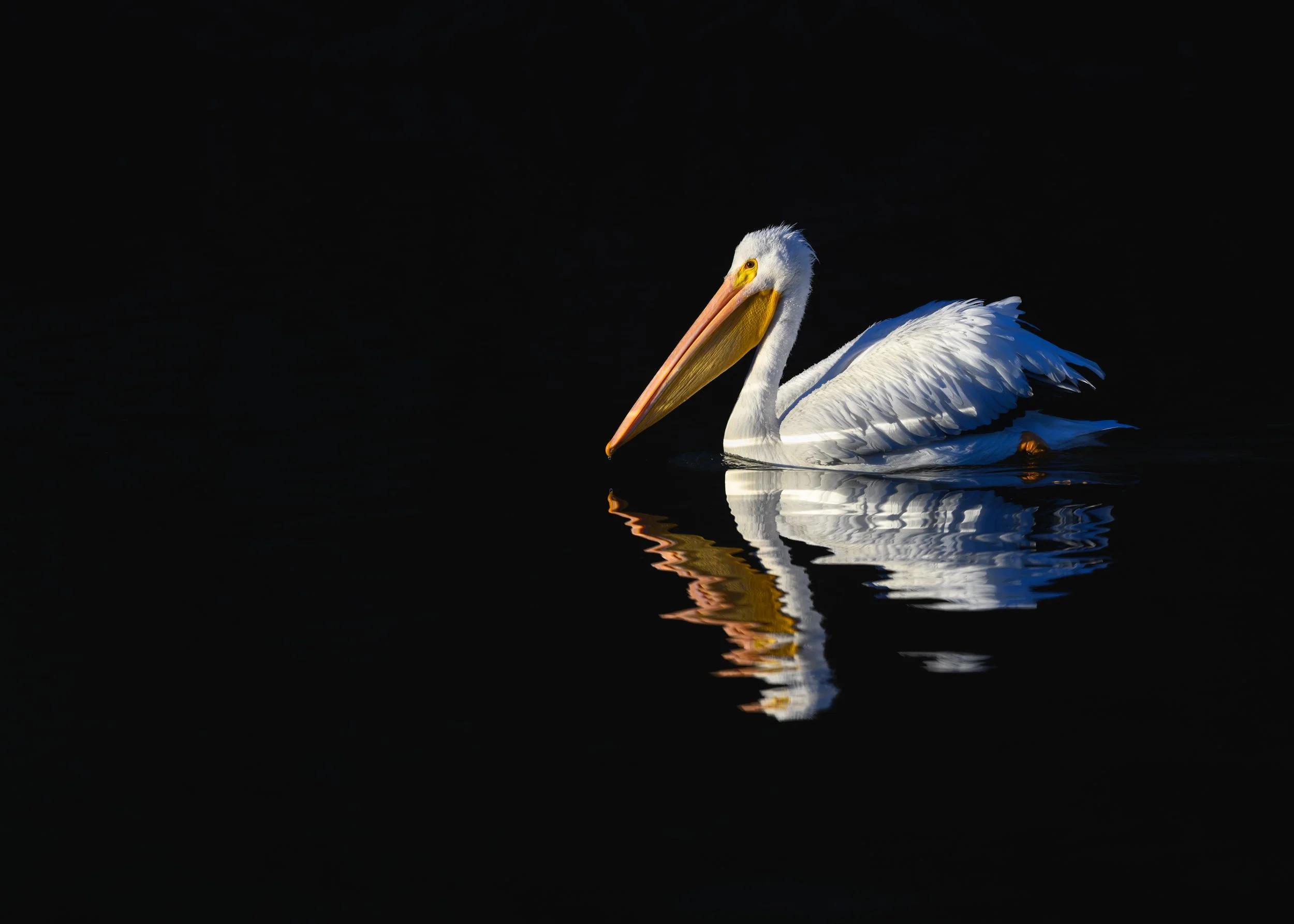 A white pelican floating on dark water, with its reflection visible.