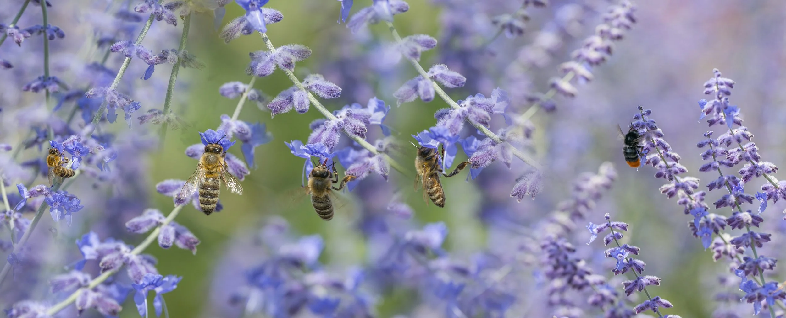 Close-up of purple lavender flowers with bees and a wasp collecting nectar.