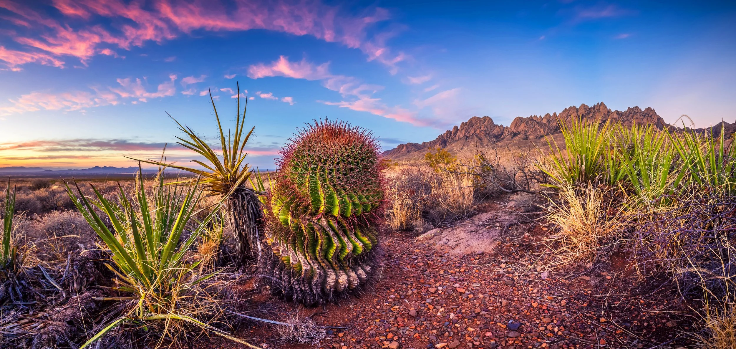 Organ Mountains with Cactus winner winner.jpg