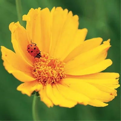 A ladybug on a bright yellow flower with green background.
