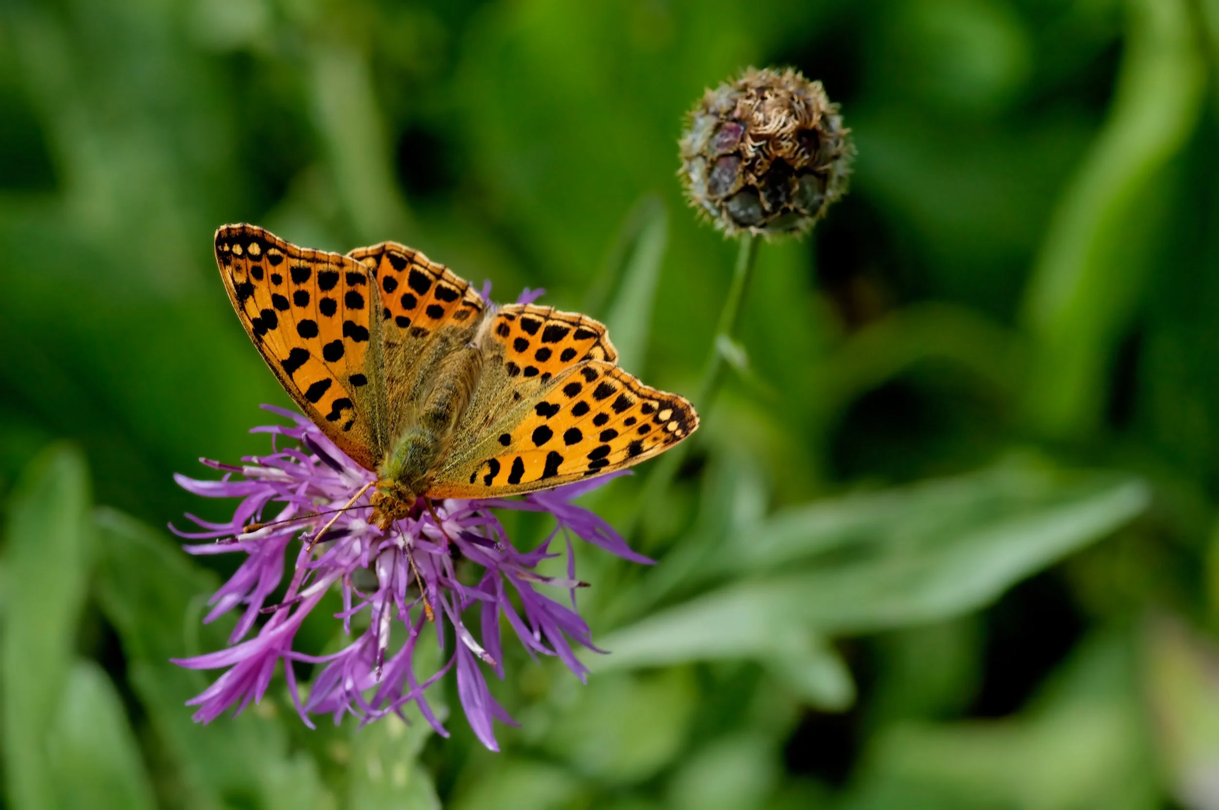 A butterfly with orange and black patterned wings perched on a purple flower with green foliage in the background.