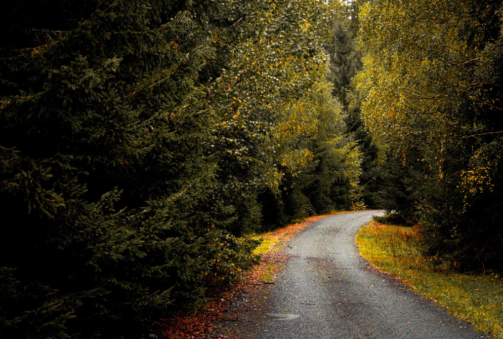 4 veier til frihet, hvilken velger du?