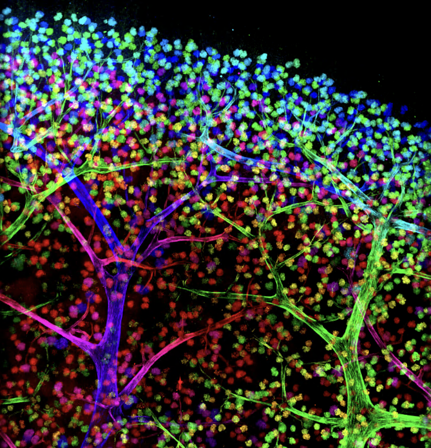 Screenshot 2022-12-20 at 6.01.54 PM.png