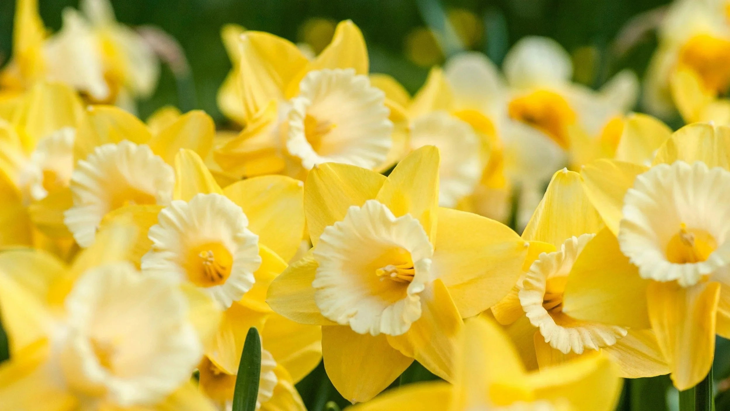 Parish Eucharist (Mothering Sunday)