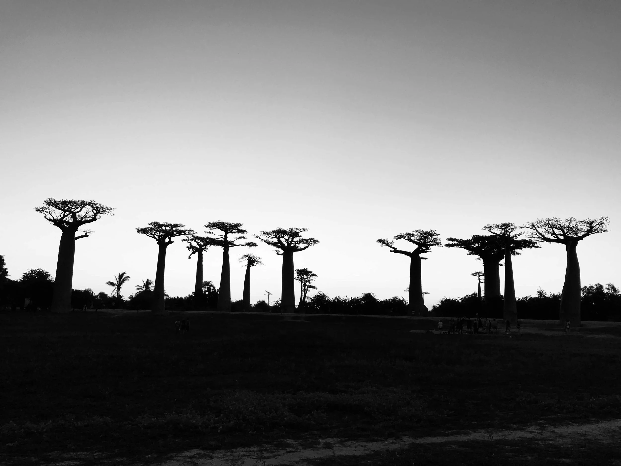 Show me your baobab!