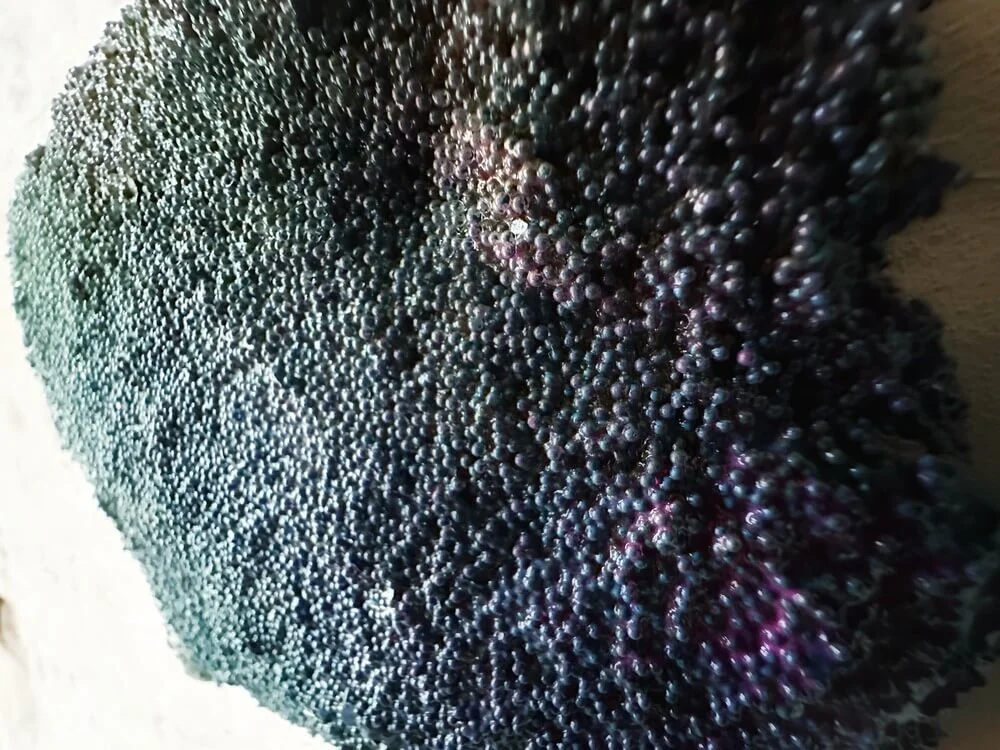 purpleshuk