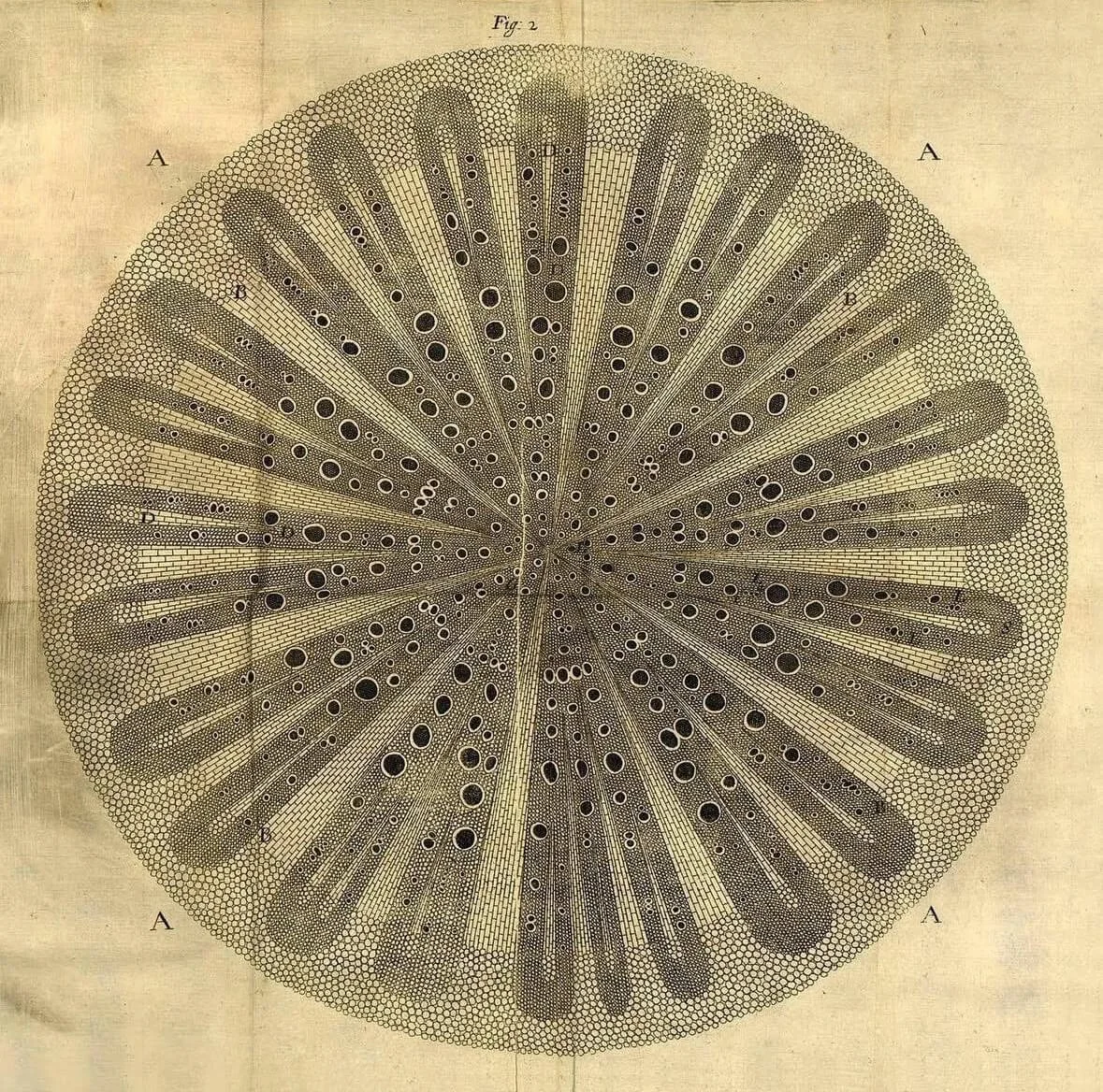 Nehemiah Grew, vine-root cut transversly  
from The Anatomy of Plants, copperplate engravings on handmade paper, 32 x 20 cm, 1682 
