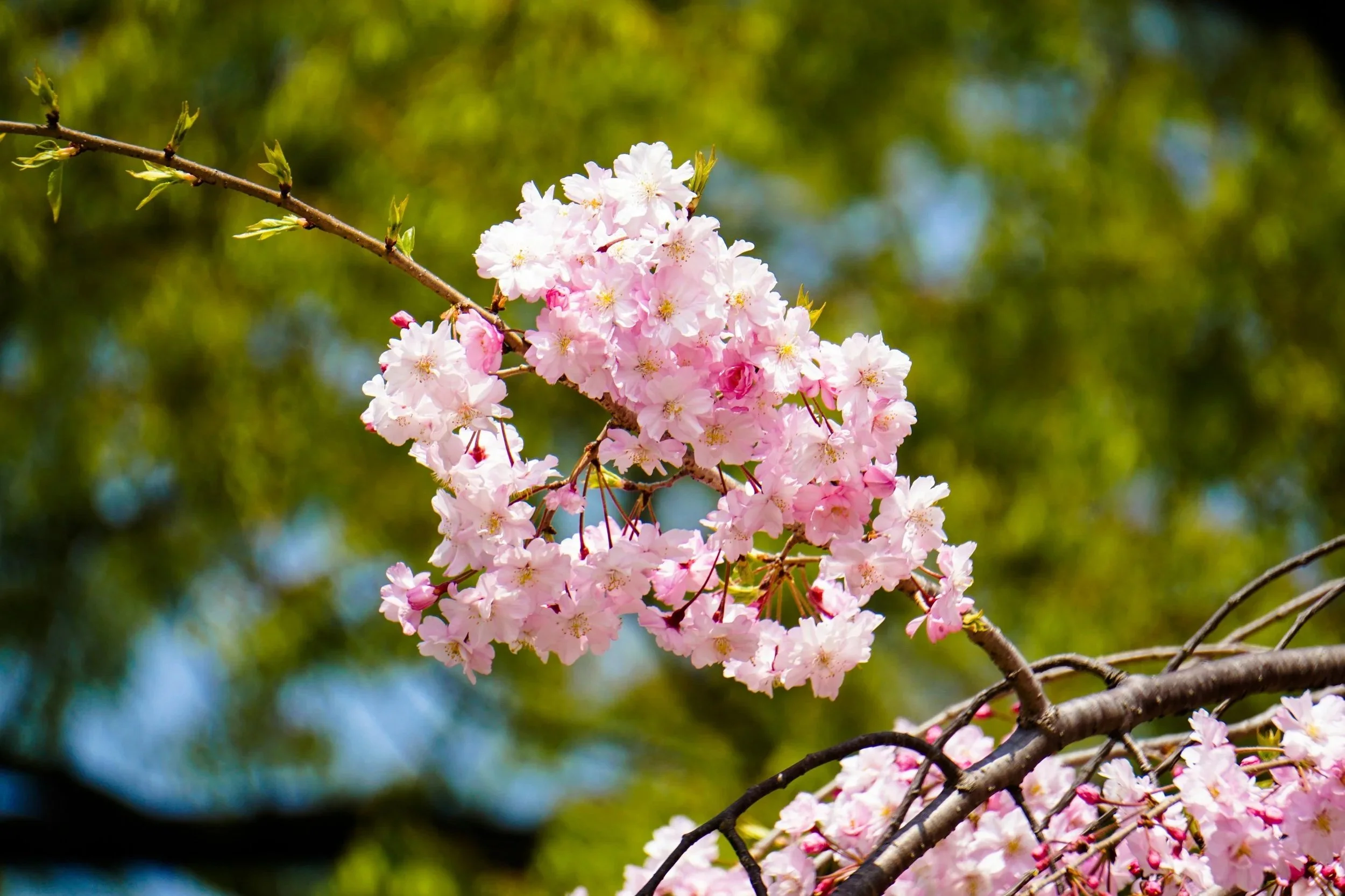 sakura flower