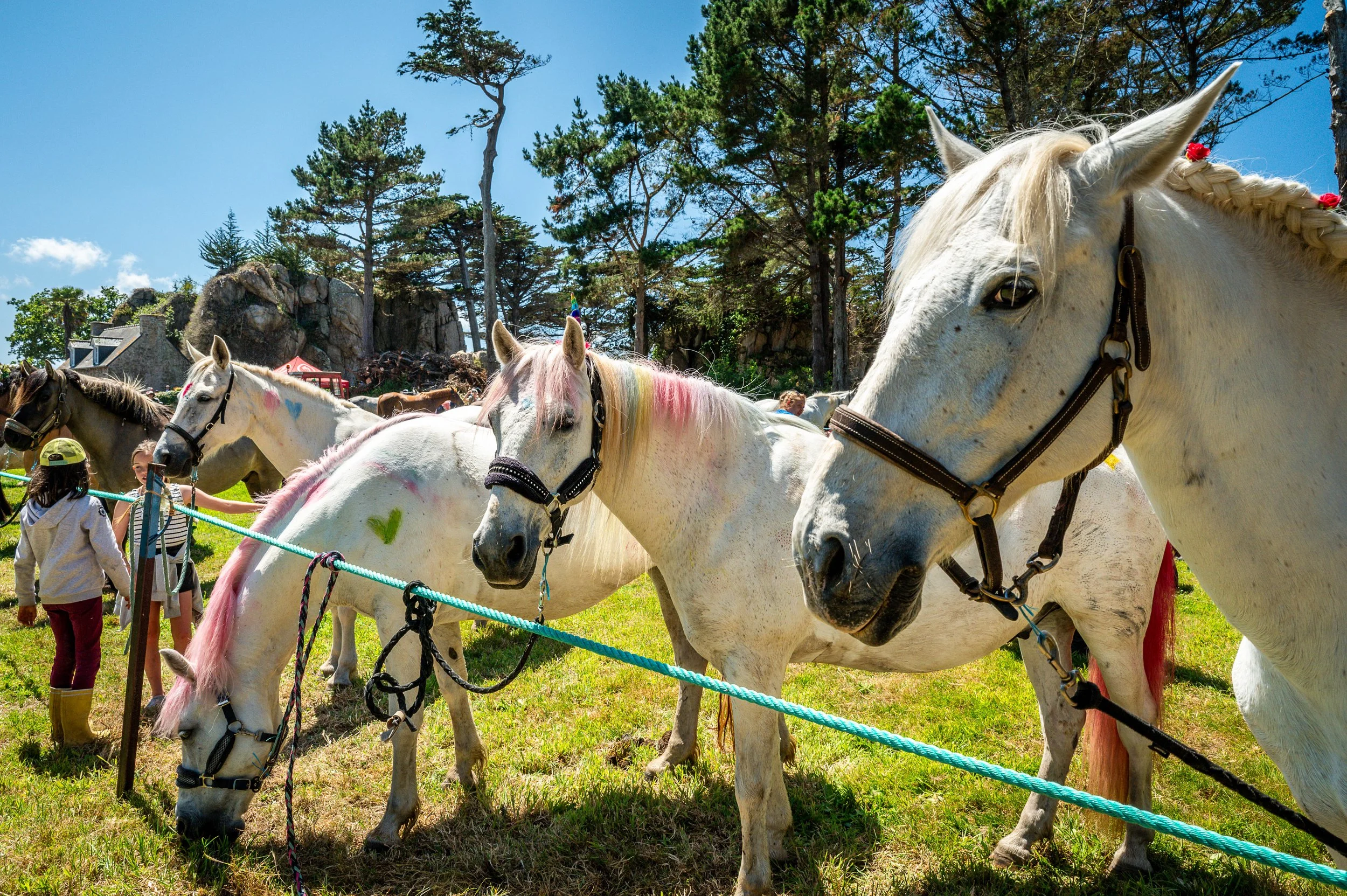 Pardon aux chevaux de l'île Saint-Gildas à Penvenan. Côtes d'Armor.