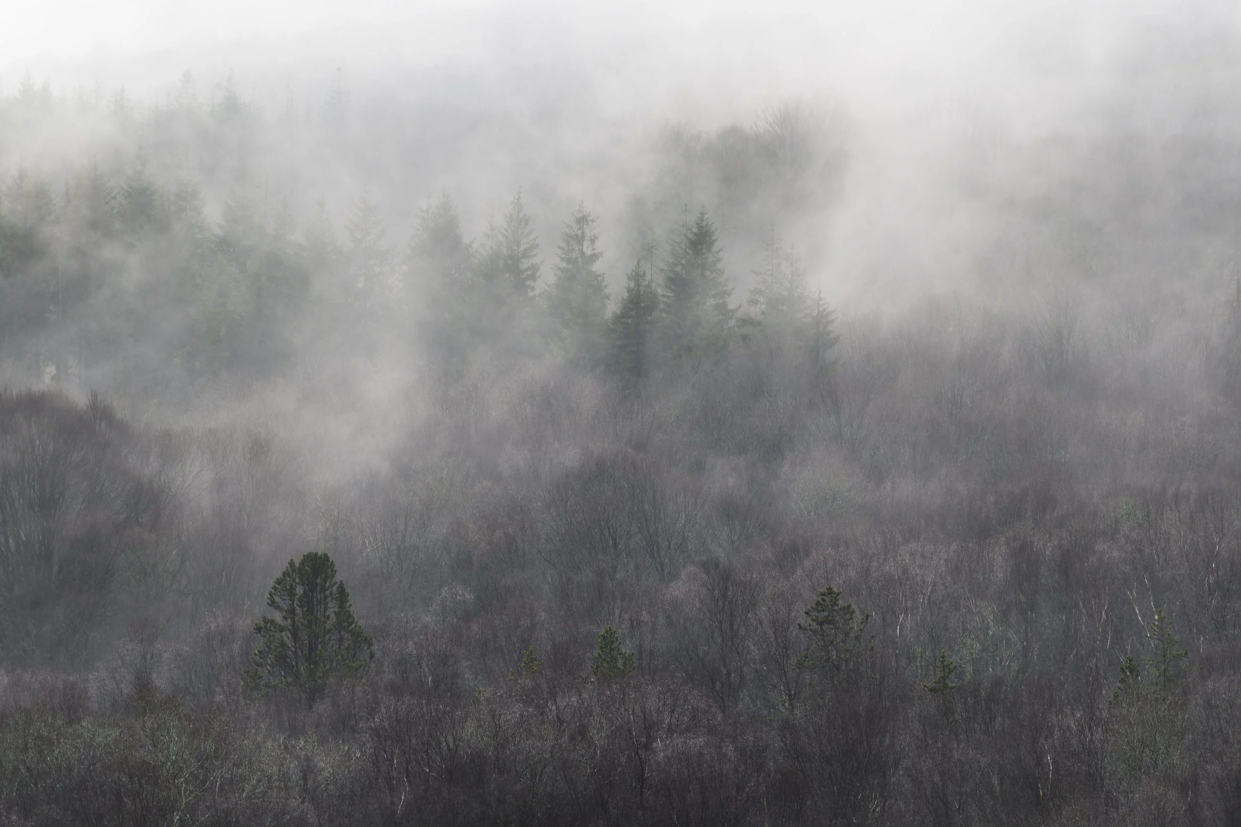 La forêt de Coat an Noz. Louargat. Côtes d'Armor. 