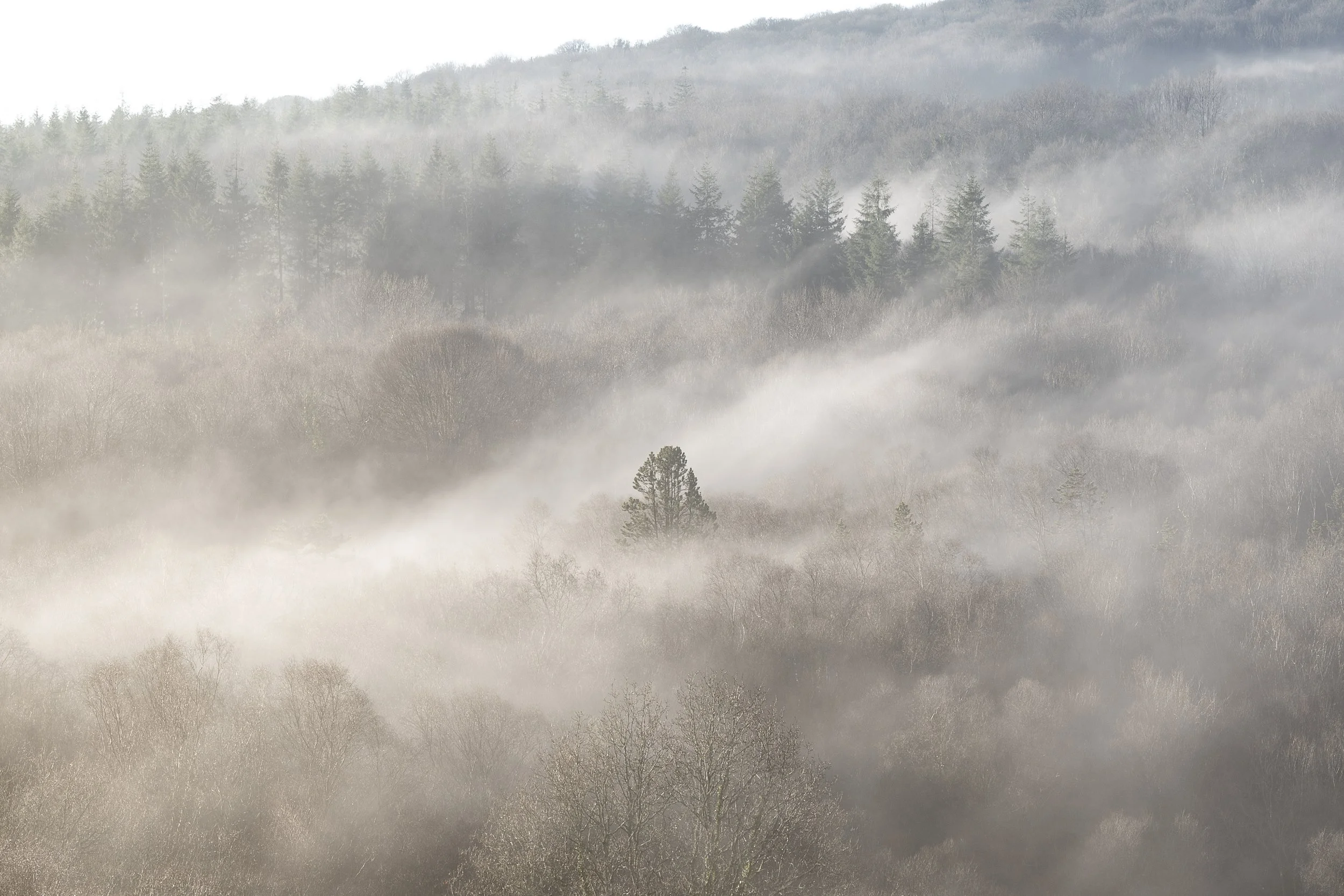 La forêt de Coat an Noz. Louargat. Côtes d'Armor. 