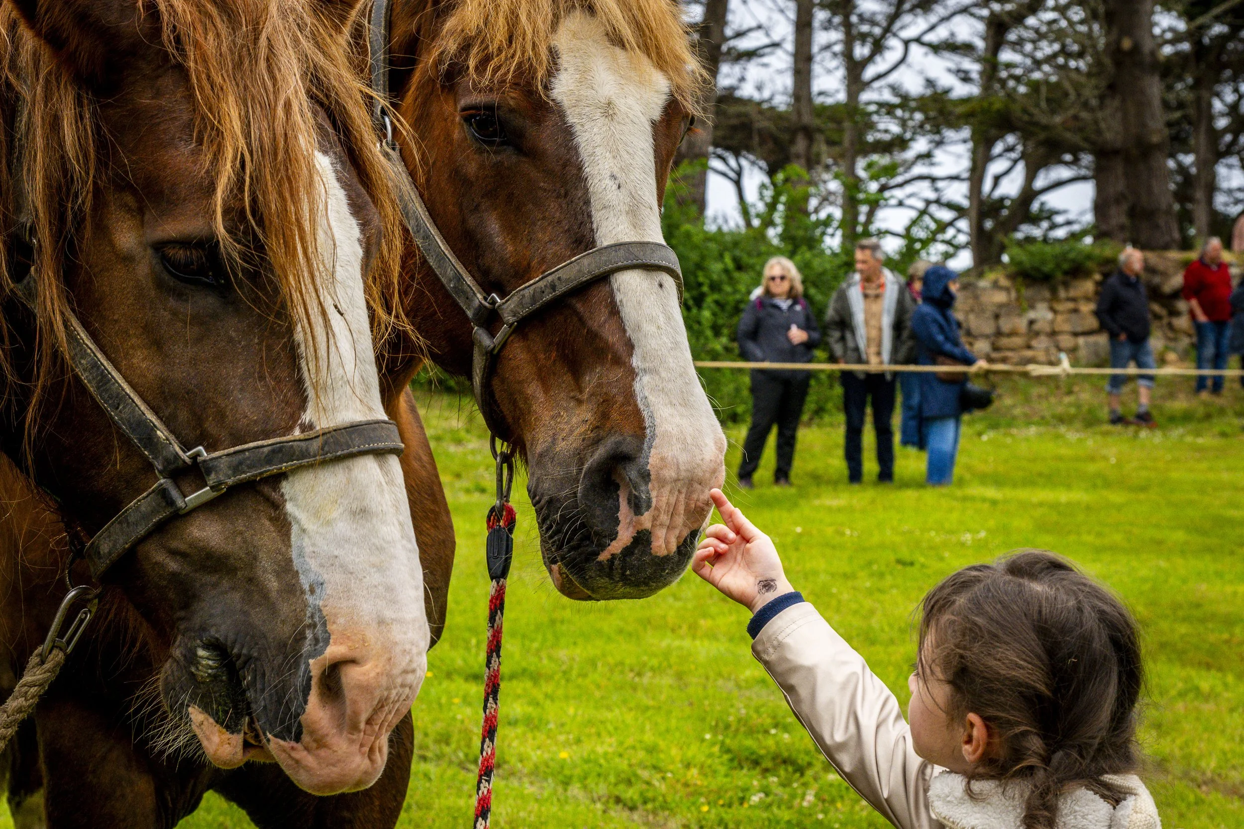 Pardon aux chevaux de l'île Saint-Gildas à Penvenan. Côtes d'Armor.