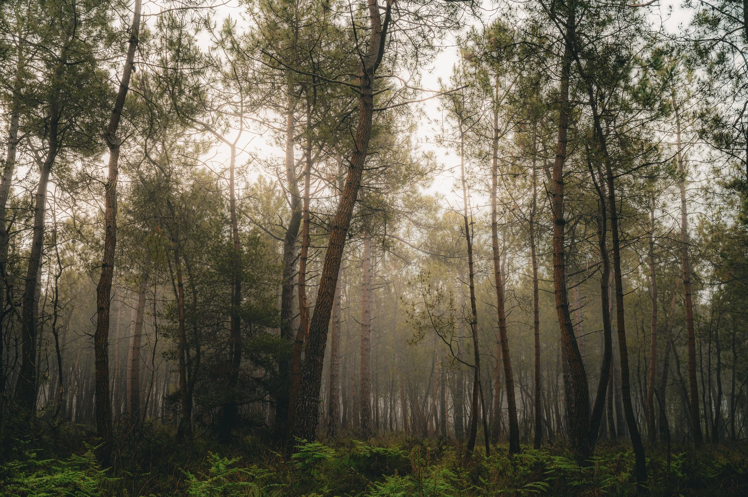 Forêt de Penhoat - Côtes d'Armor