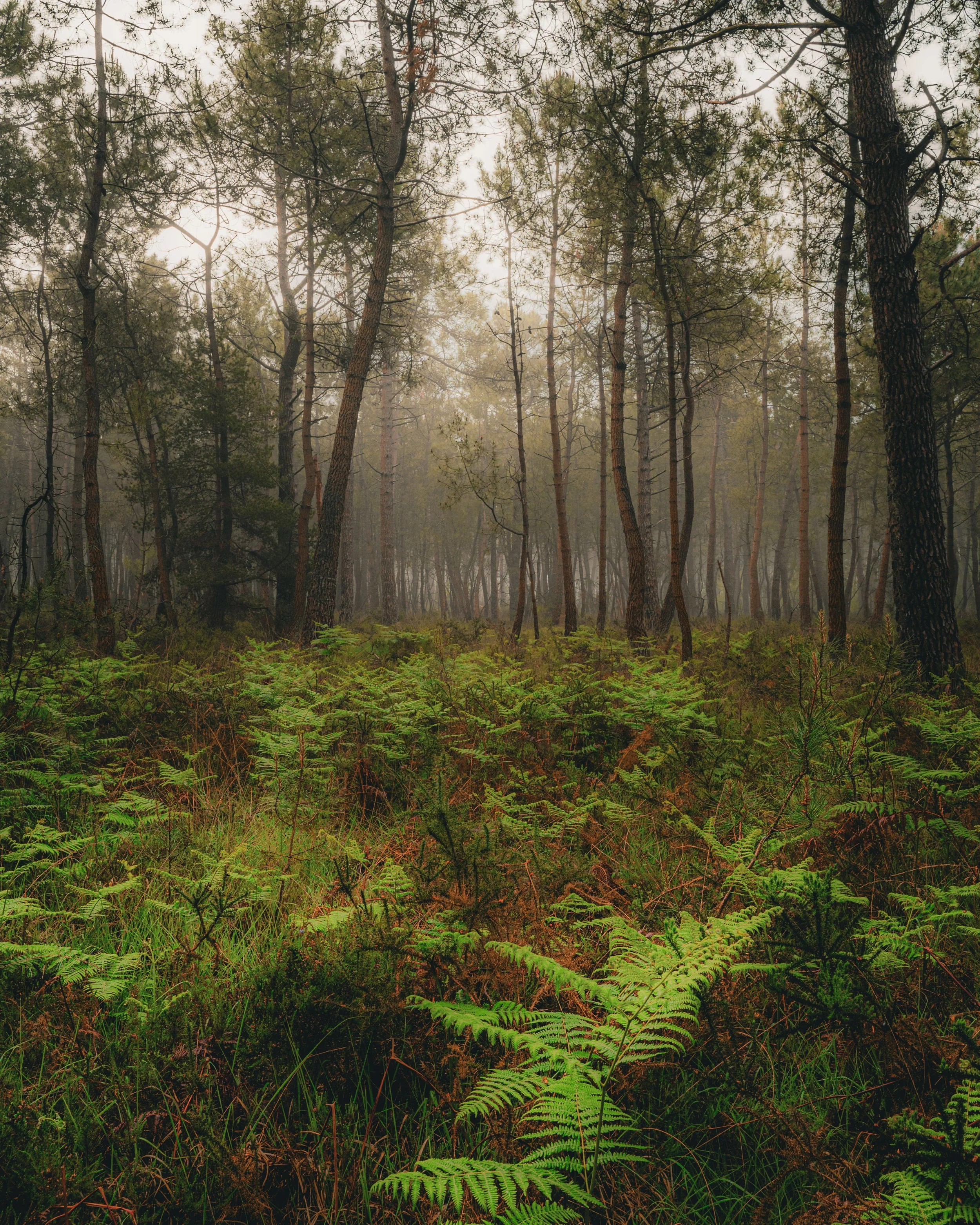 Forêt de Penhoat - Côtes d'Armor