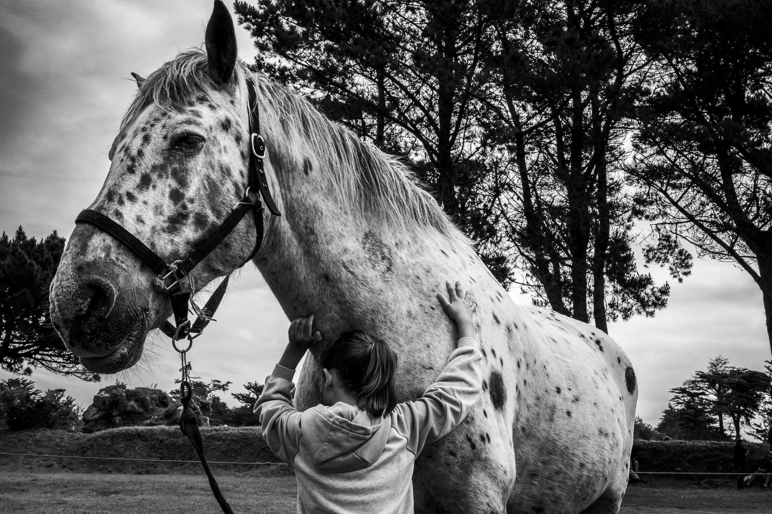 Pardon aux chevaux de l'île Saint-Gildas à Penvenan. Côtes d'Armor.