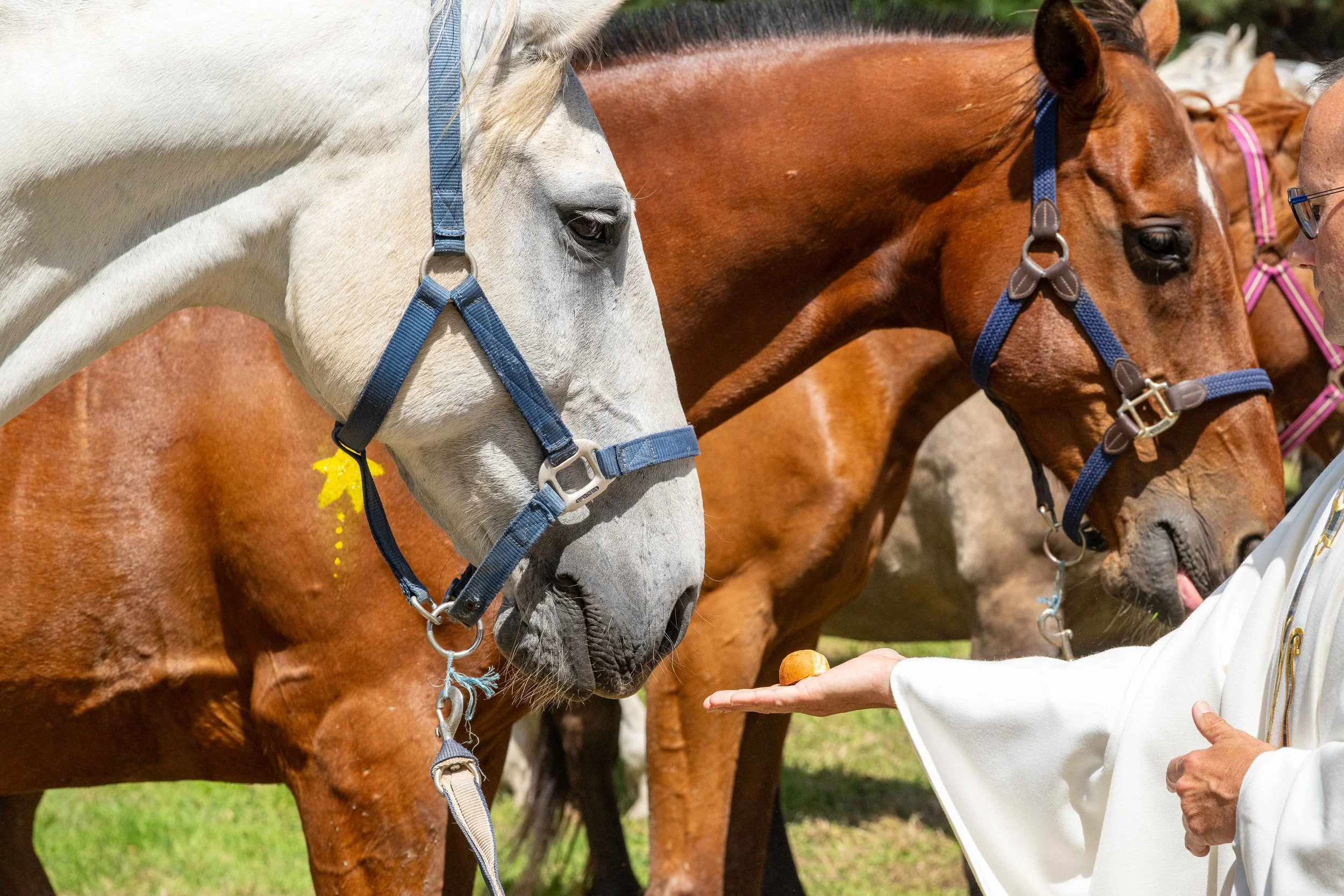 Pardon aux chevaux de Saint Gildas - juin 2026