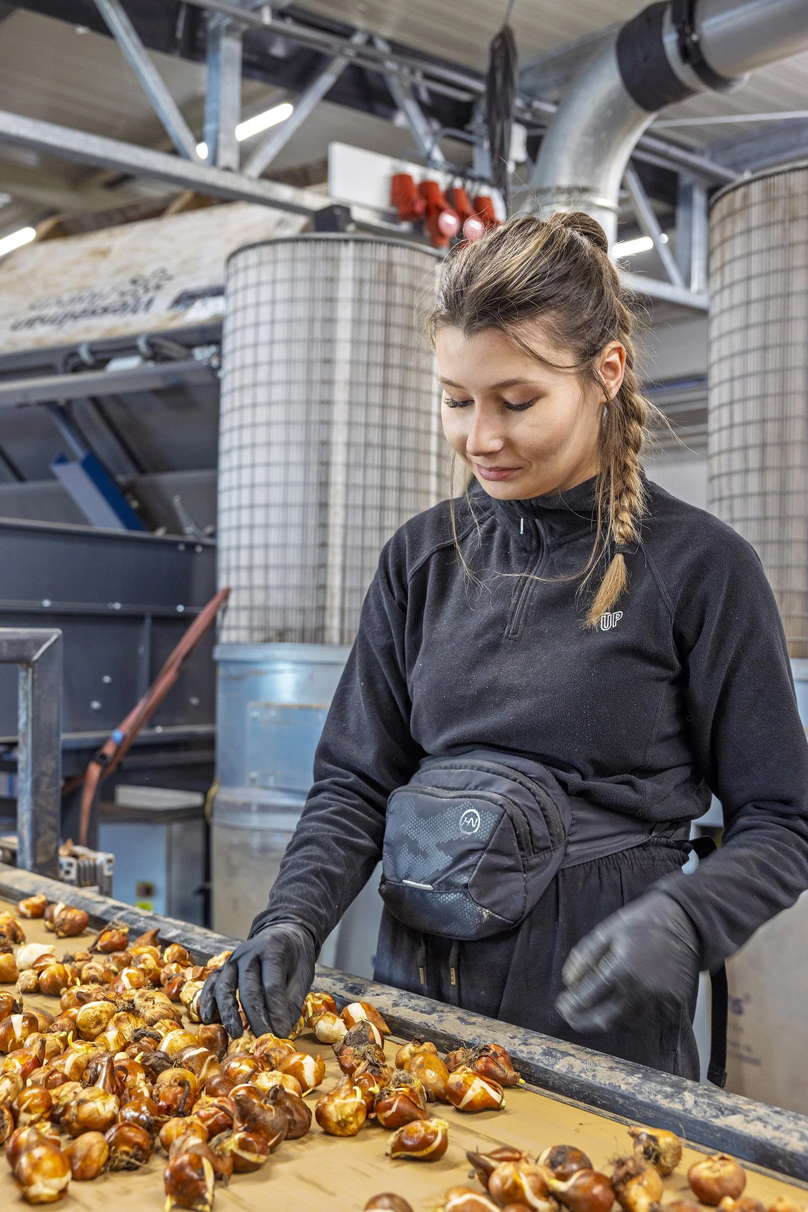 A woman working in an industrial setting preparing chestnuts on a conveyor belt.