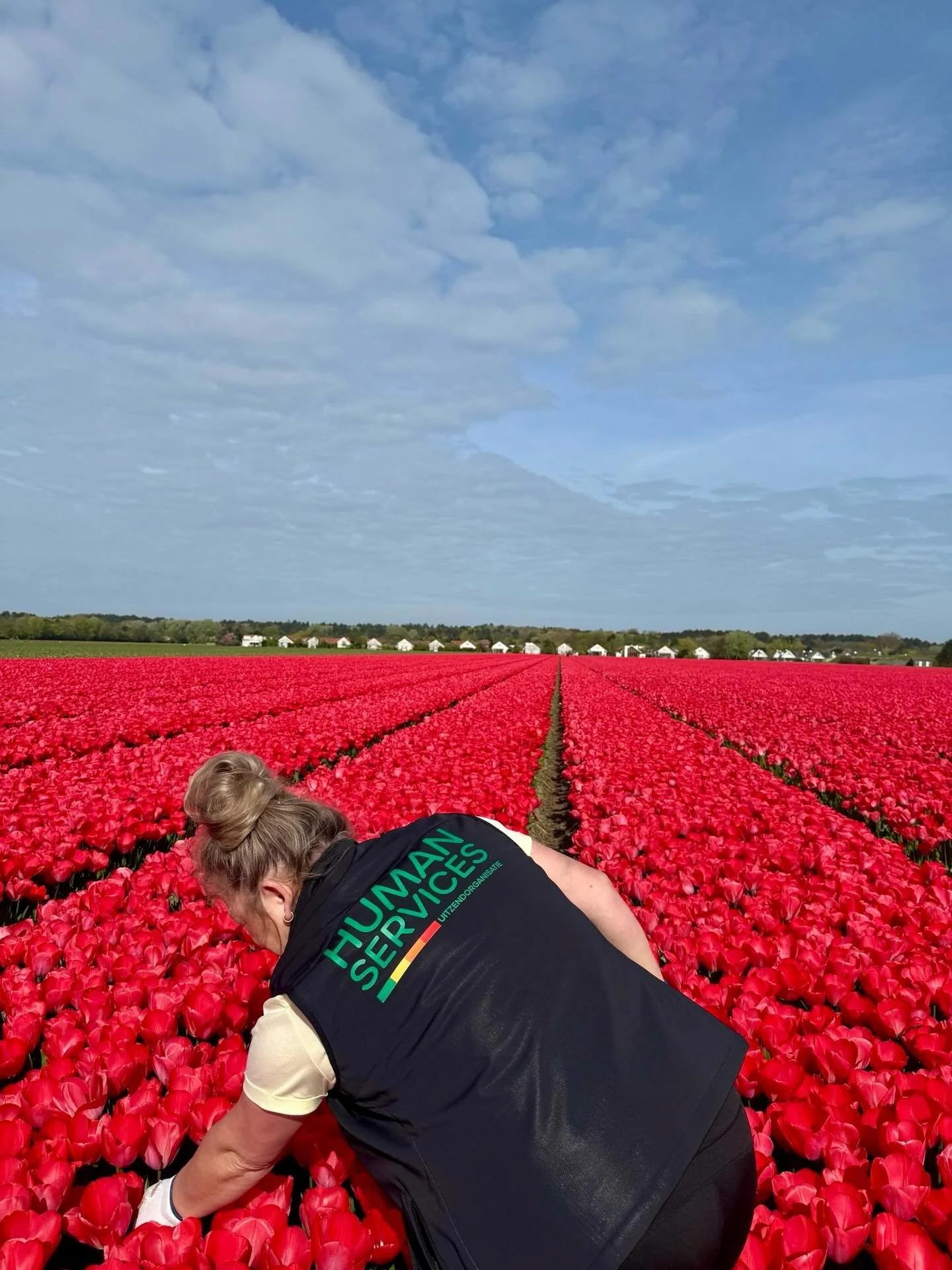 Onze uitzendkrachten zijn volop aan de slag op de tulpenvelden 🌷
Met het prachtige weer van deze week is dit d&eacute; perfecte plek om te werken!
