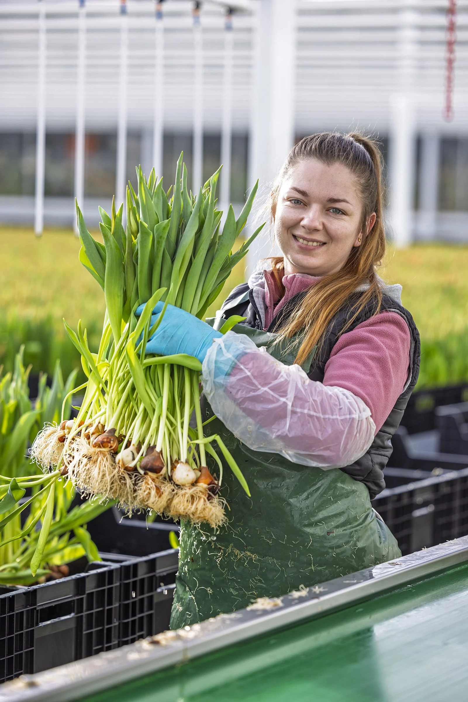 Woman harvesting freshly cut green onions at a farm or greenhouse, smiling and wearing gloves, apron, and casual clothing.