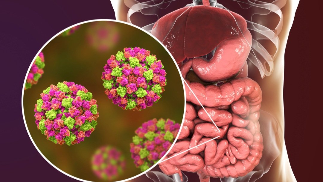 Microbiota y hormonas: ¿qué tiene que ver tu intestino con tu equilibrio hormonal?